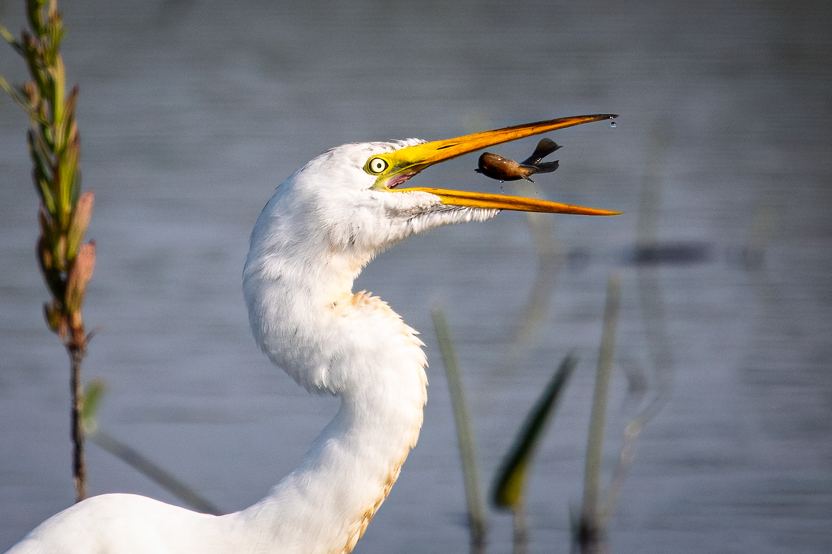 great egret tossing a small fish in the air to gulp down