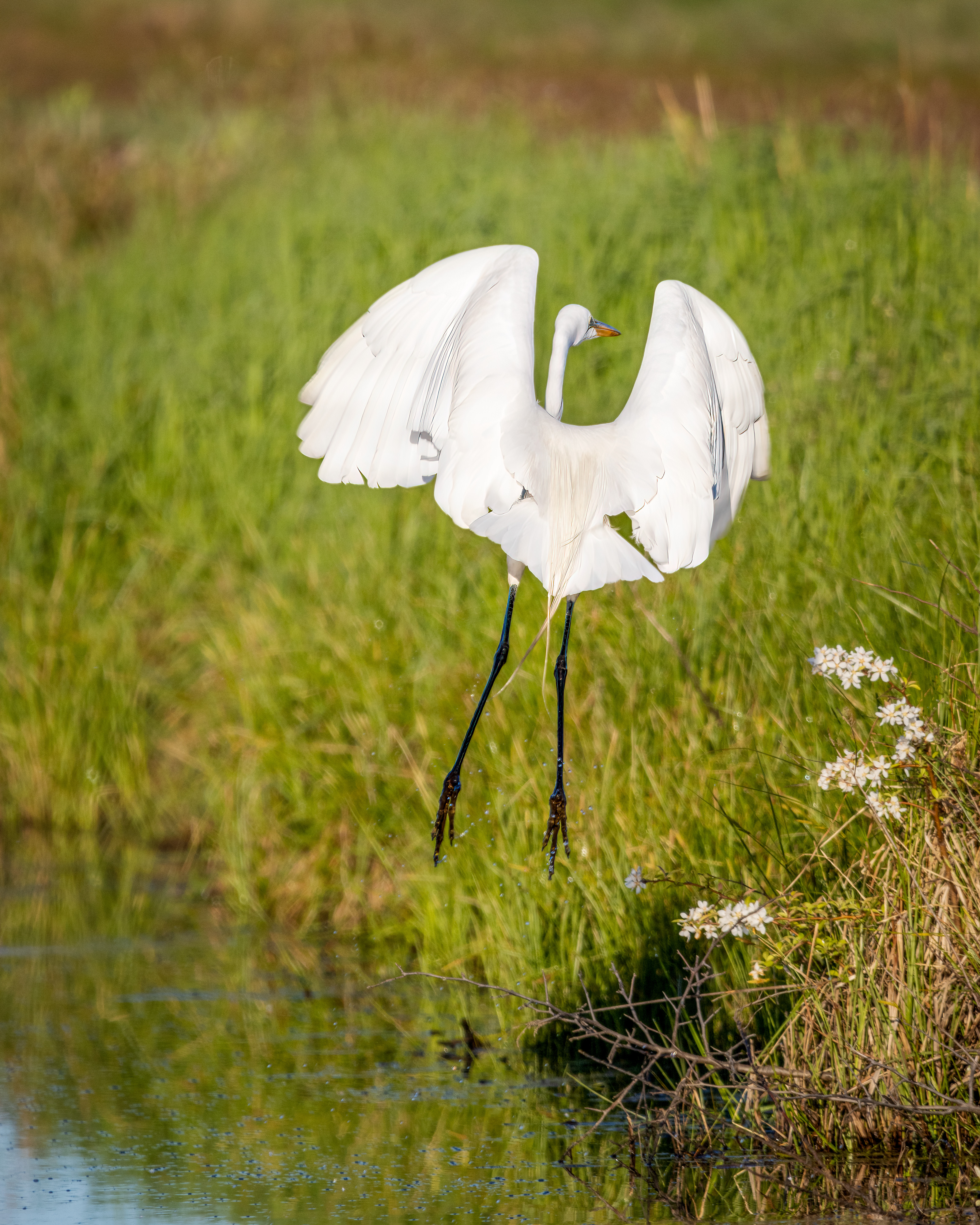 A great egret launching into the air