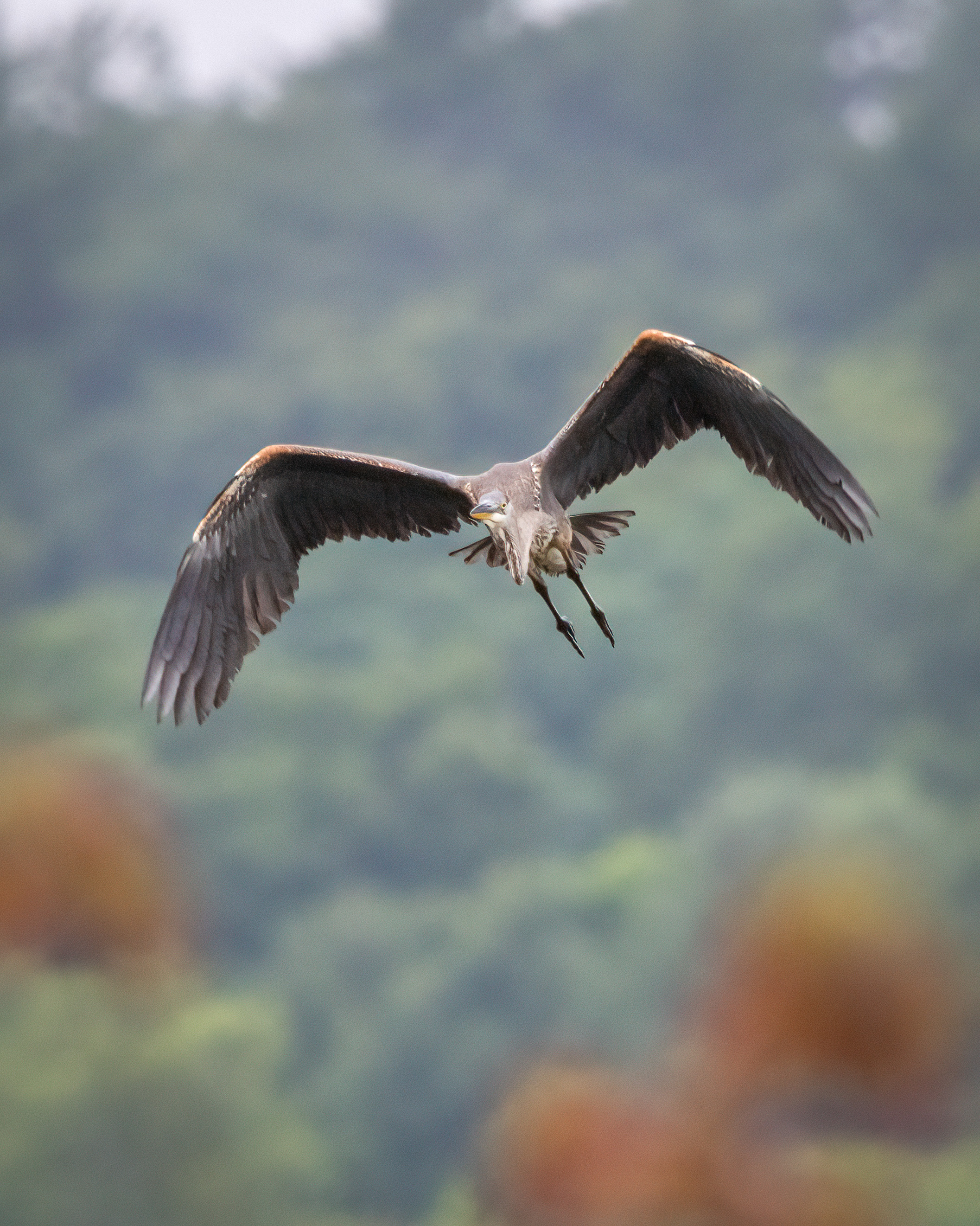 great blue heron flying twoard the camera