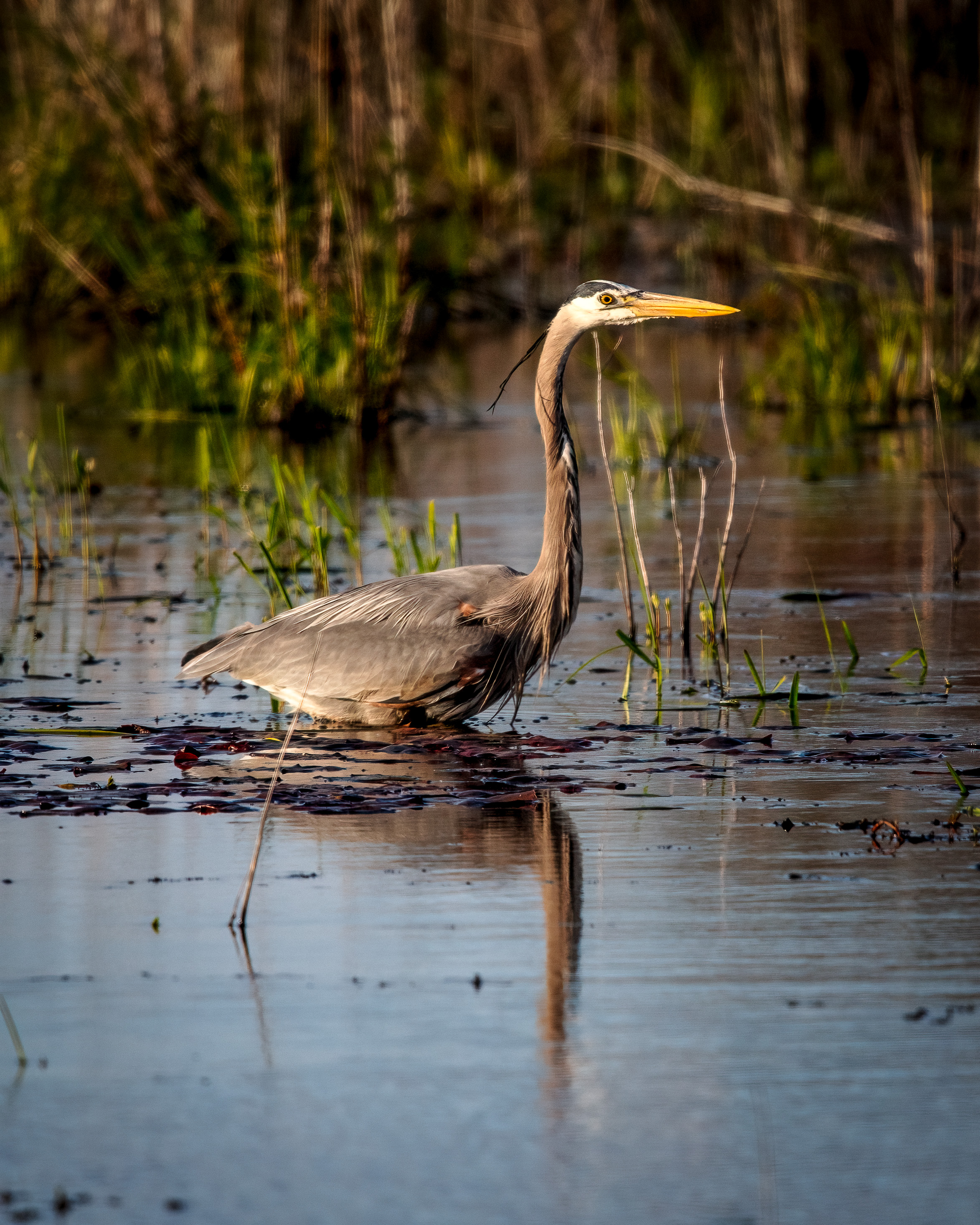 great blue heron wading in water up to its belly