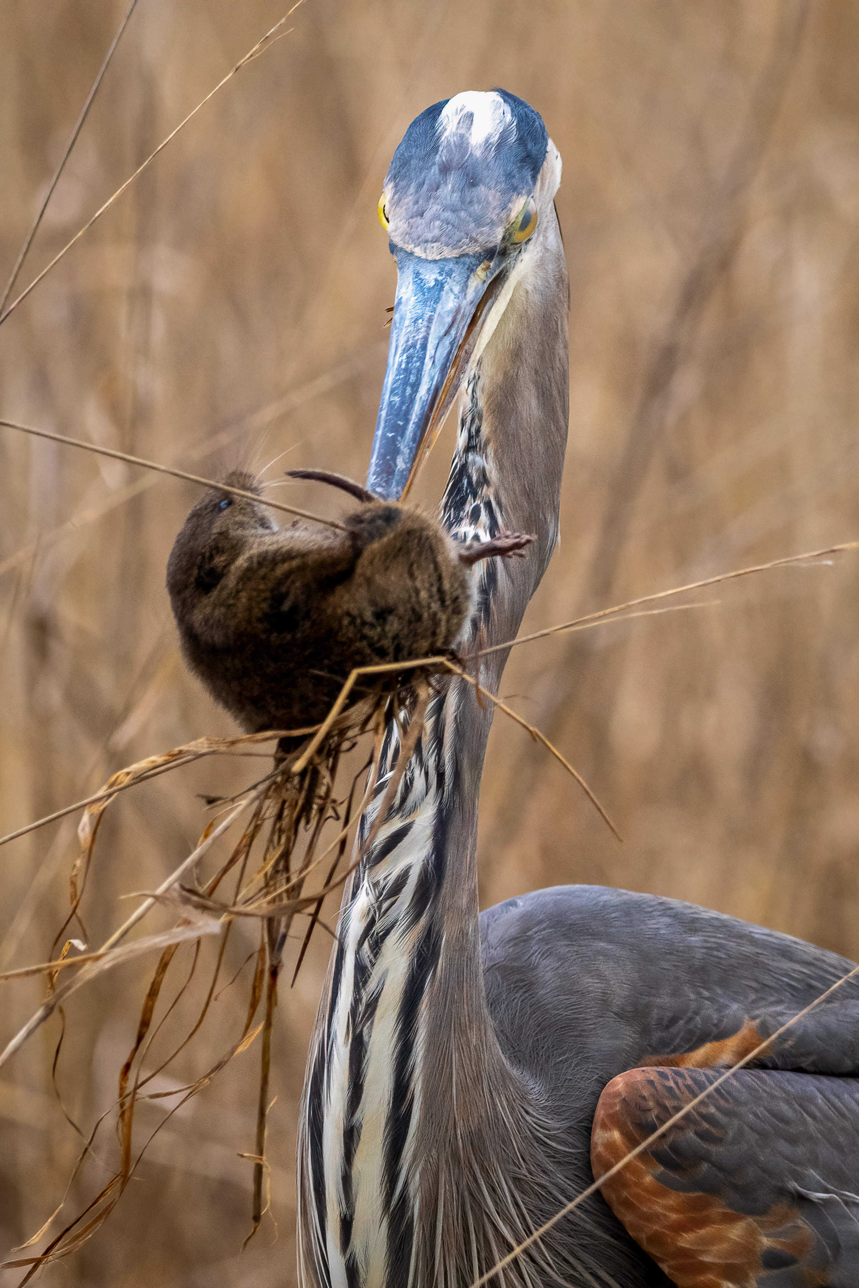 great blue heron with a meadow vole caught in its beak