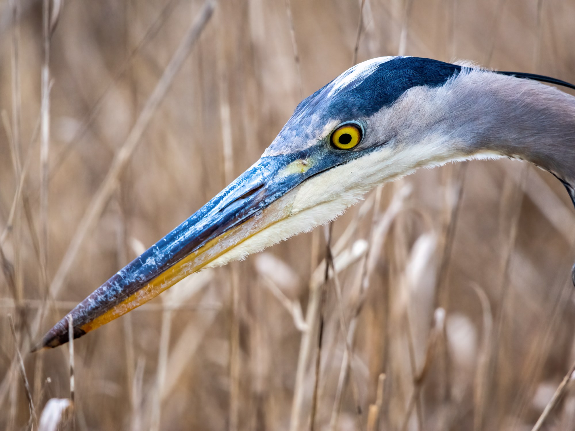 Profile of great blue heron