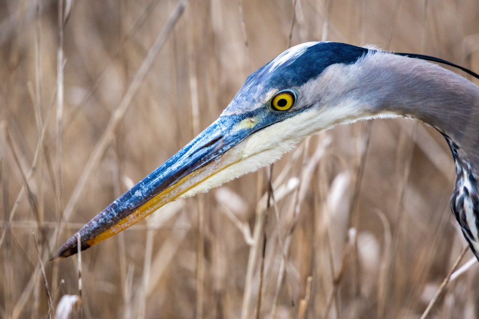 Profile of great blue heron