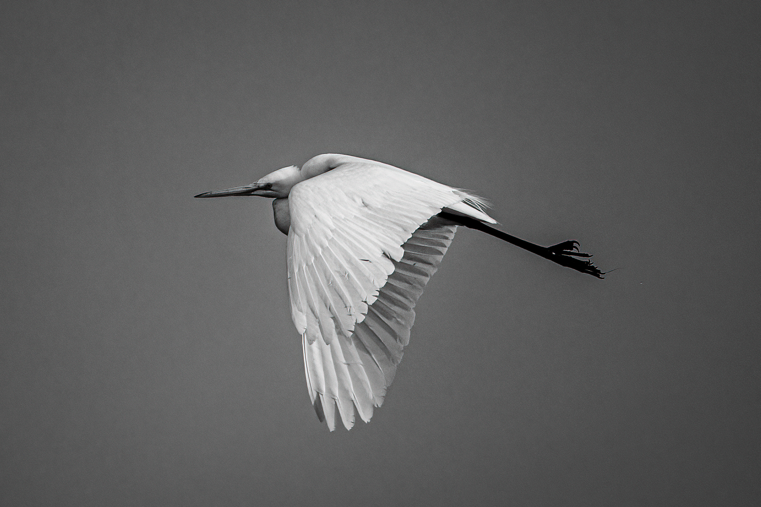 black and white photo of great egret in flight