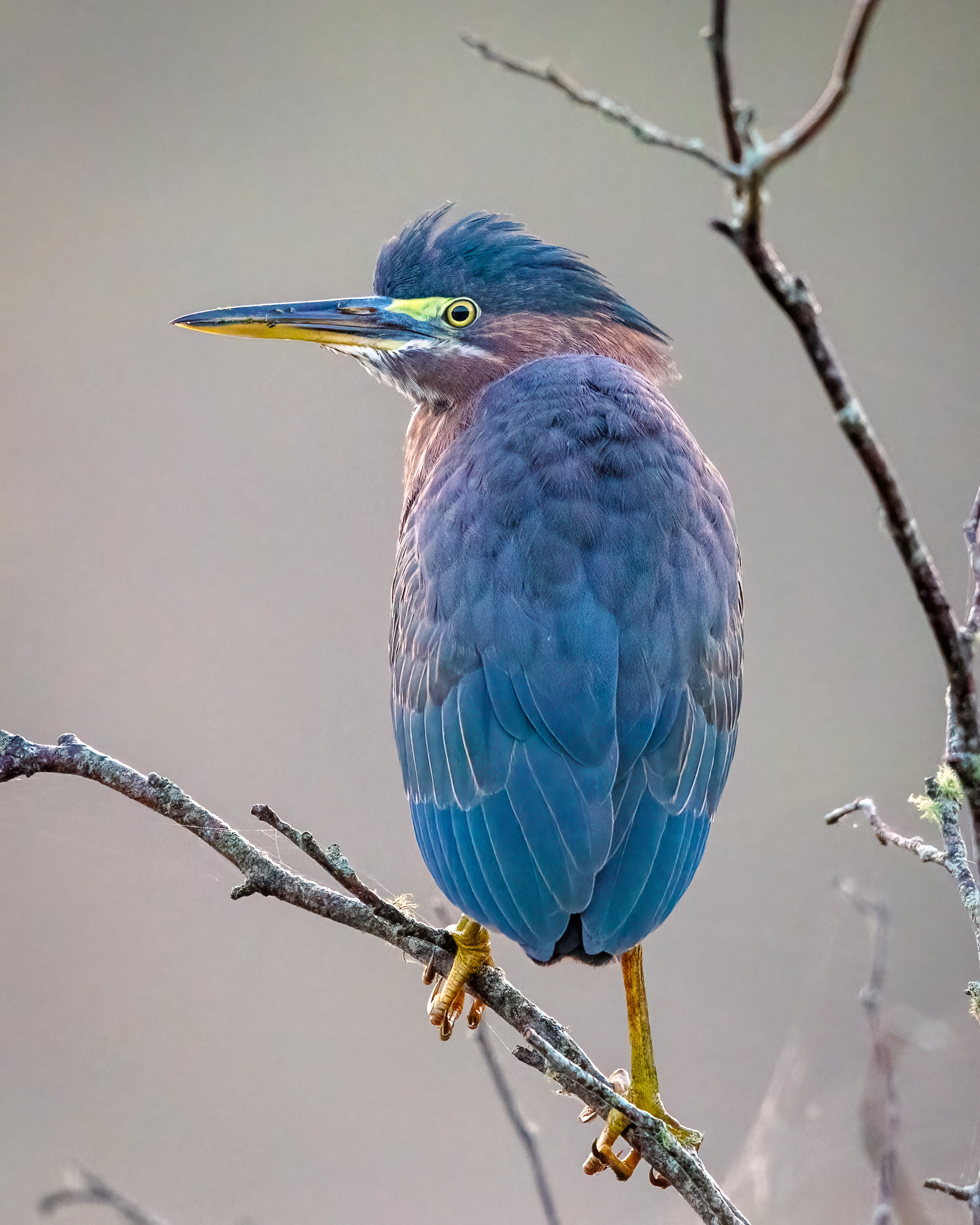 green heron from the back