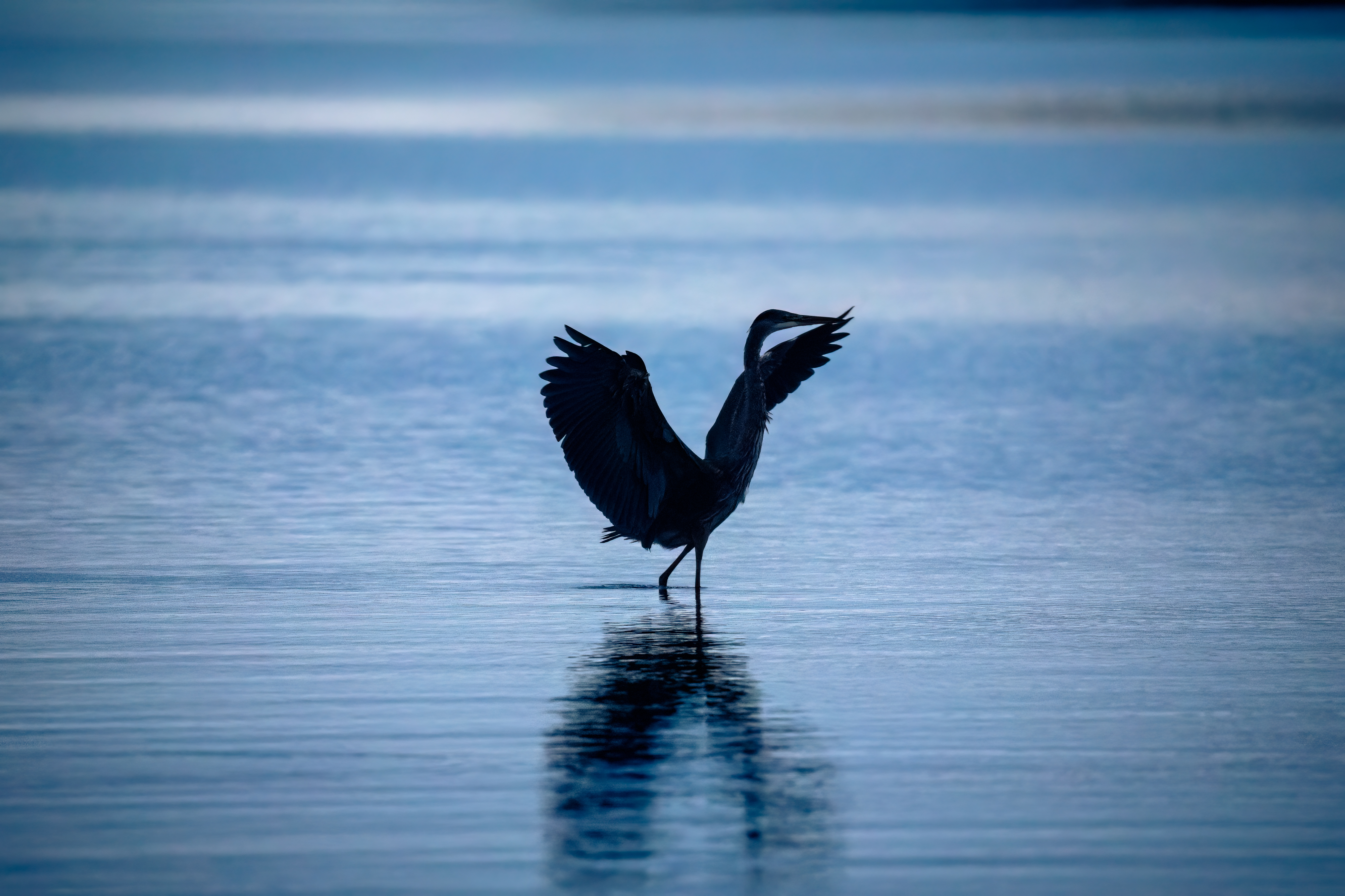 silhouette of great blue heron with wings spread, wading through calm coastal water