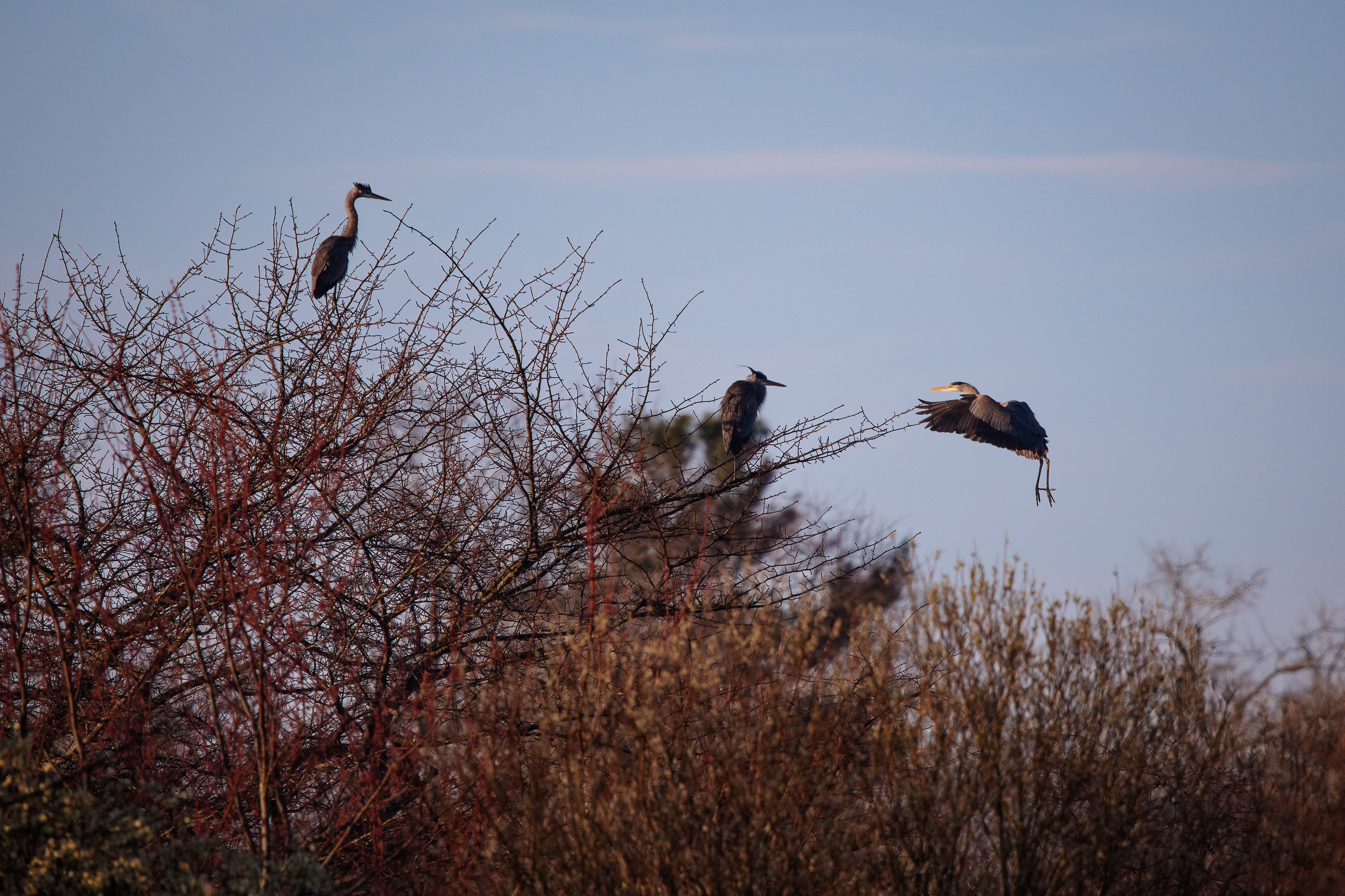 three great blue herons in a tree