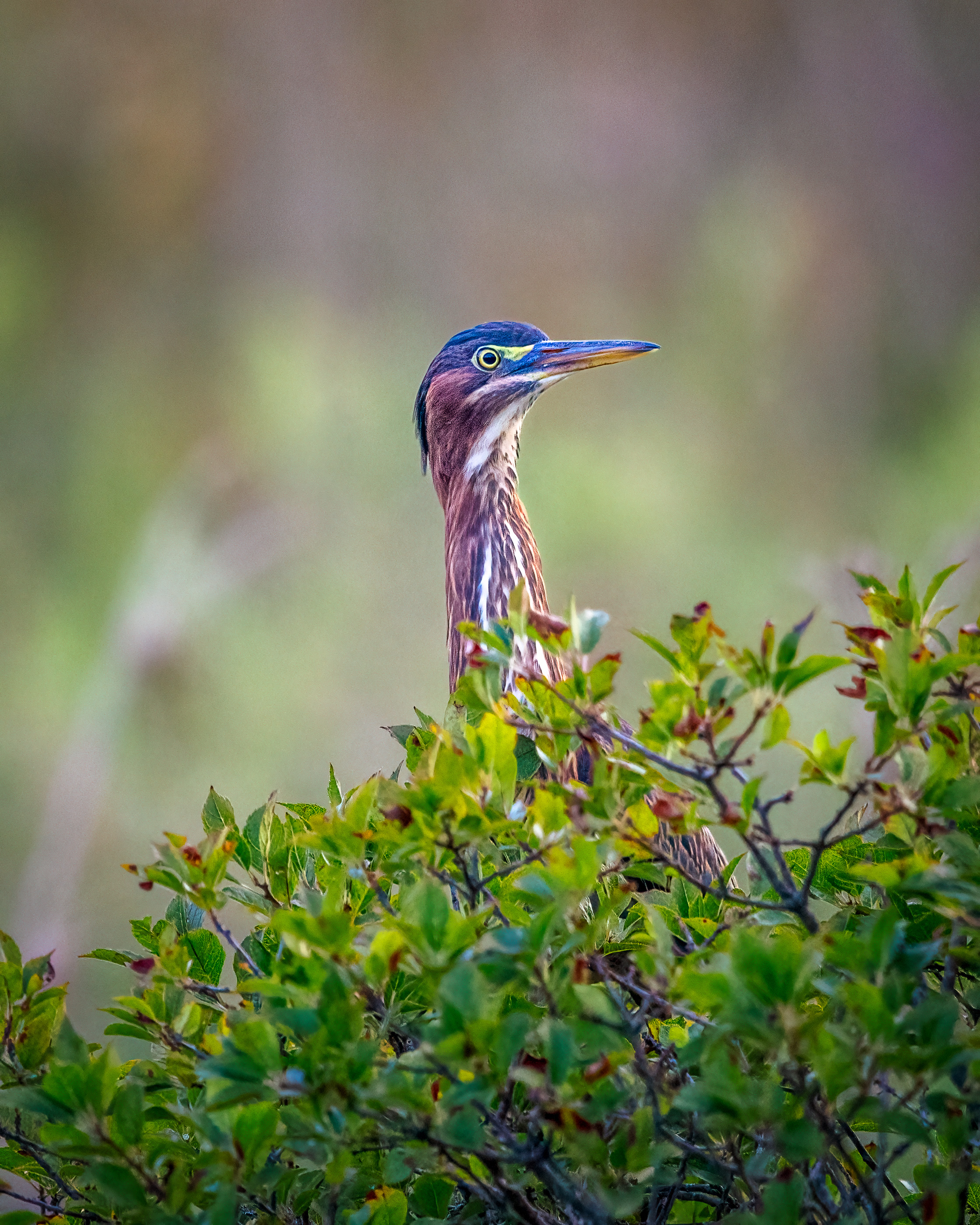 Green heron peeking over a bush