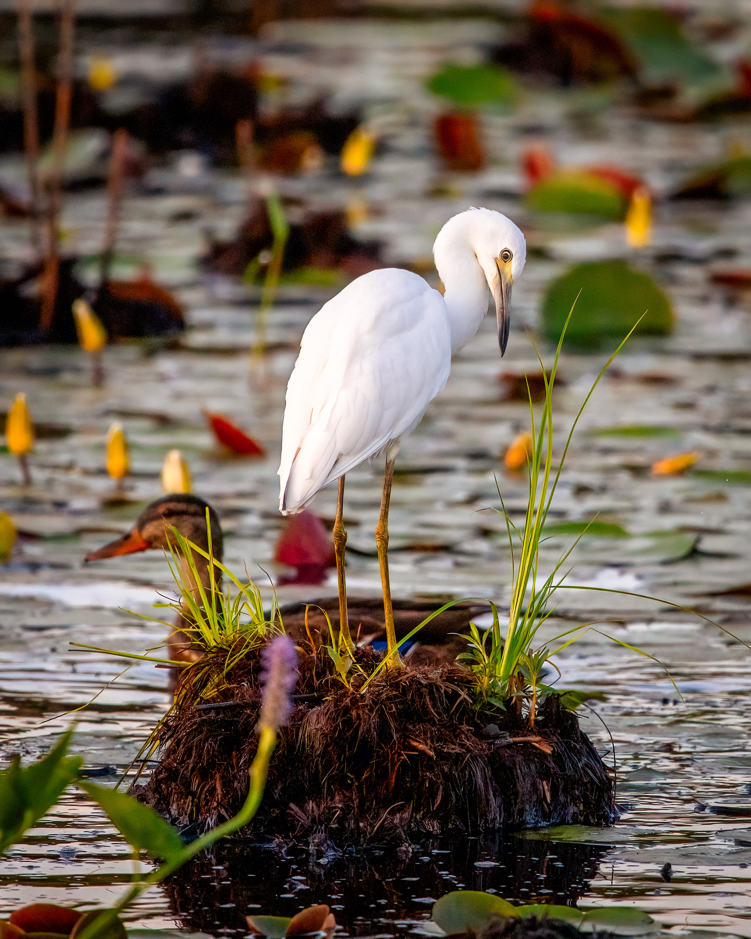 juvenile little blue heron on a uft of marsh grass. A female mallard swims by behind