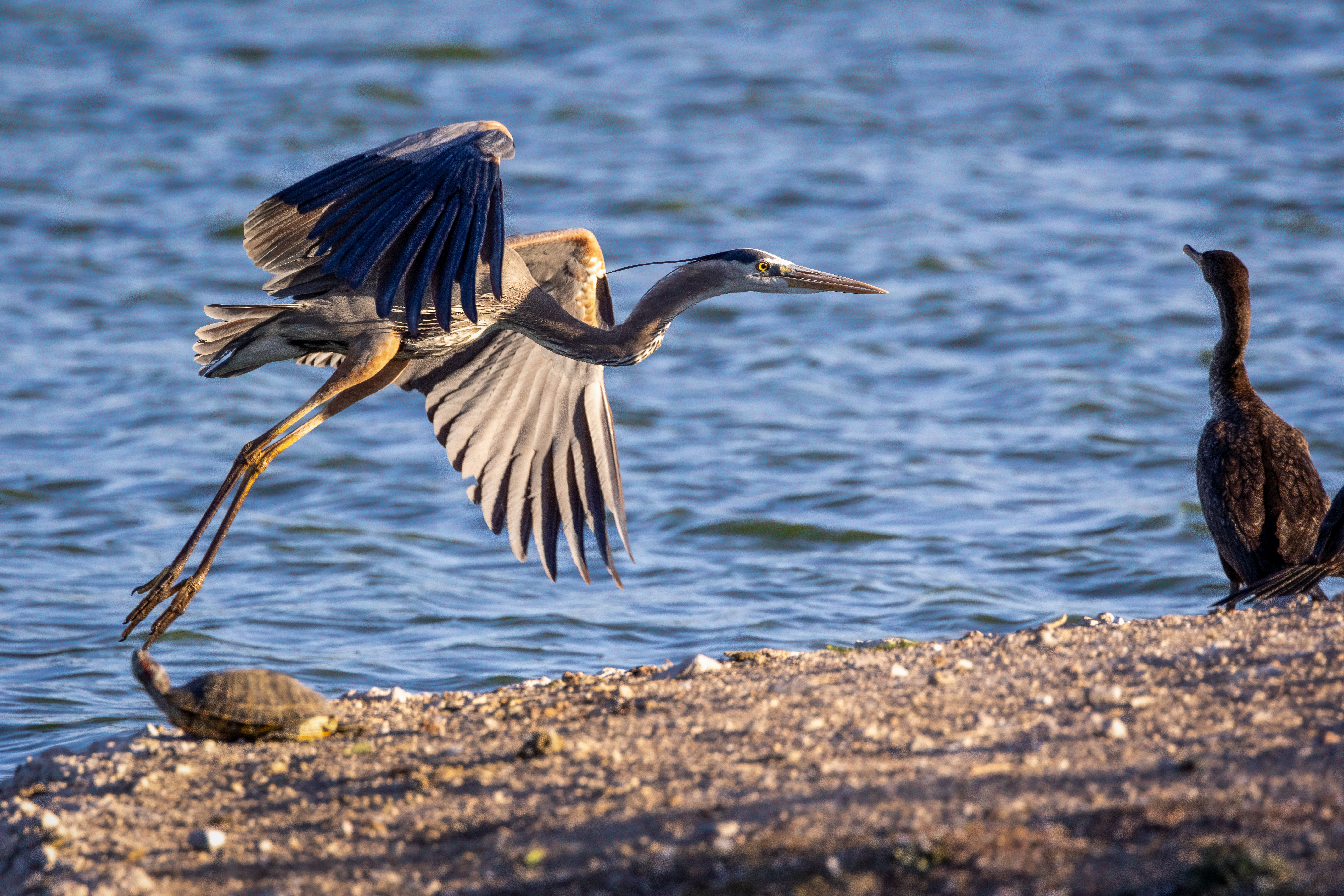 great blue heron landing next to a cormorant and a turtle, near an expanse of water