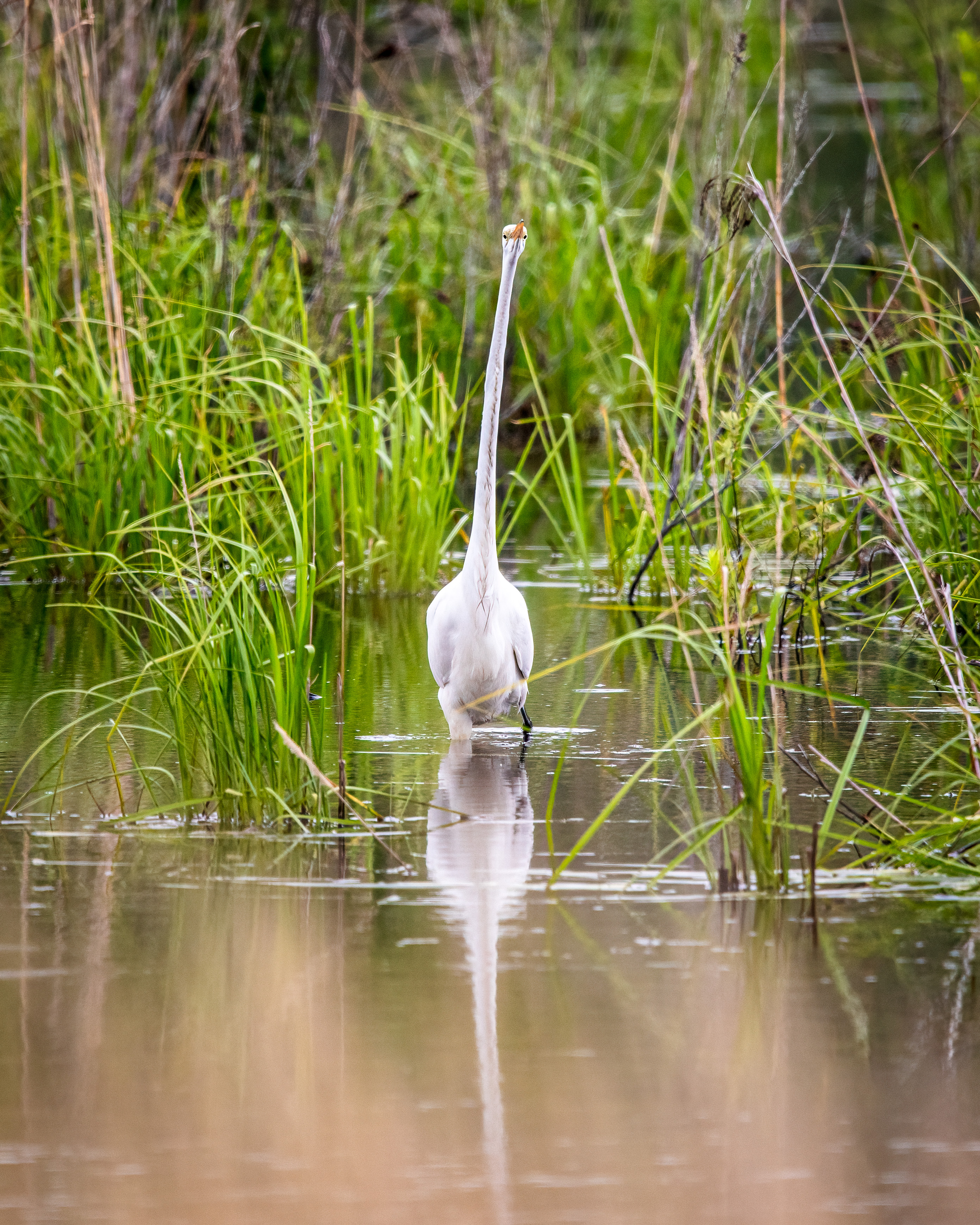 long necked great egret