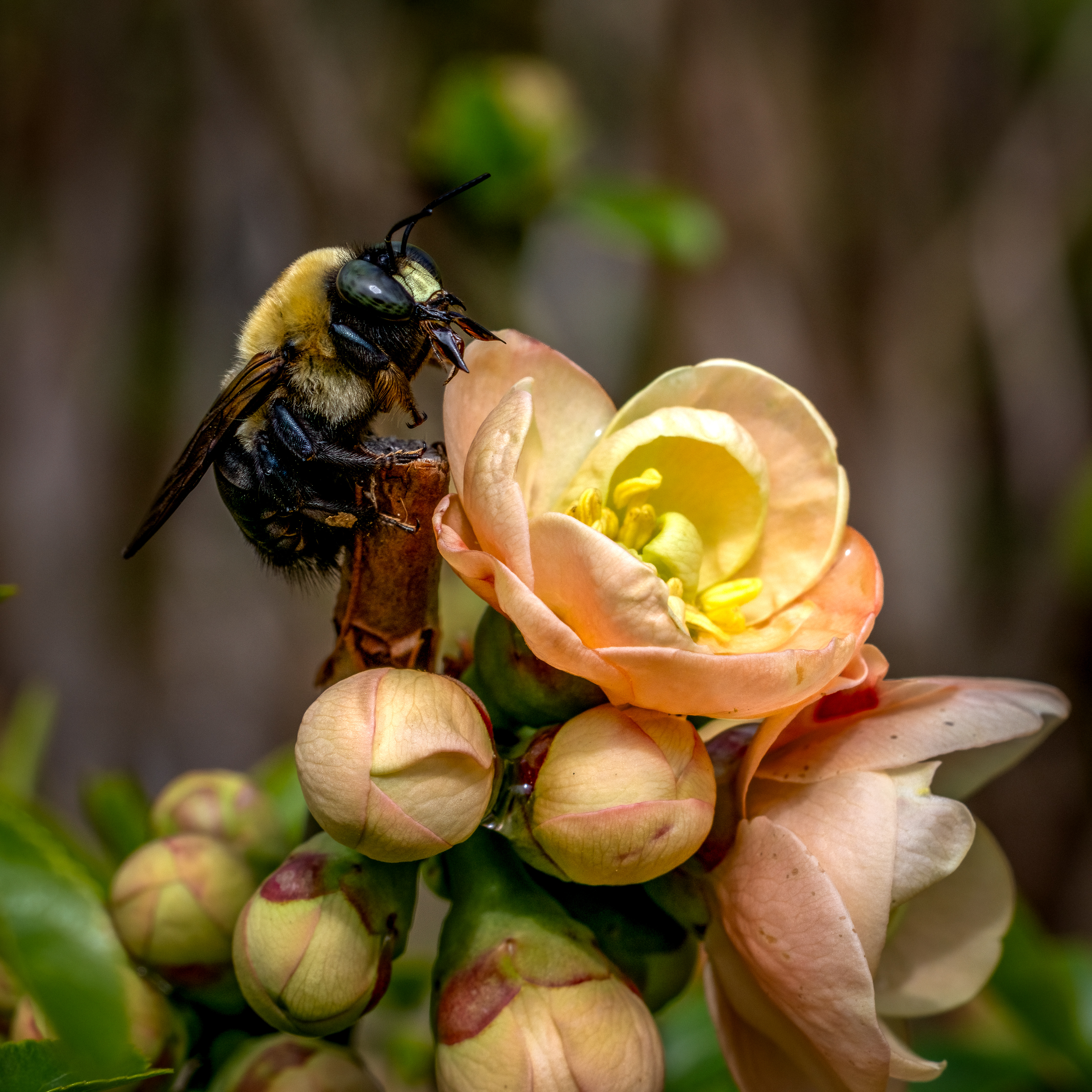 plump bumblebee on orange and yellow quince blossoms