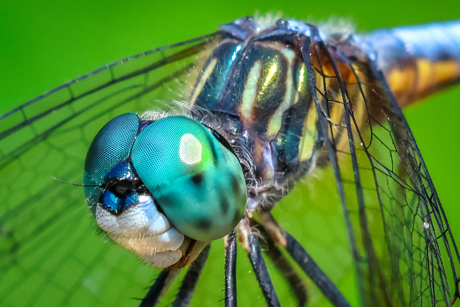 closeup of a blue dasher dragonfly