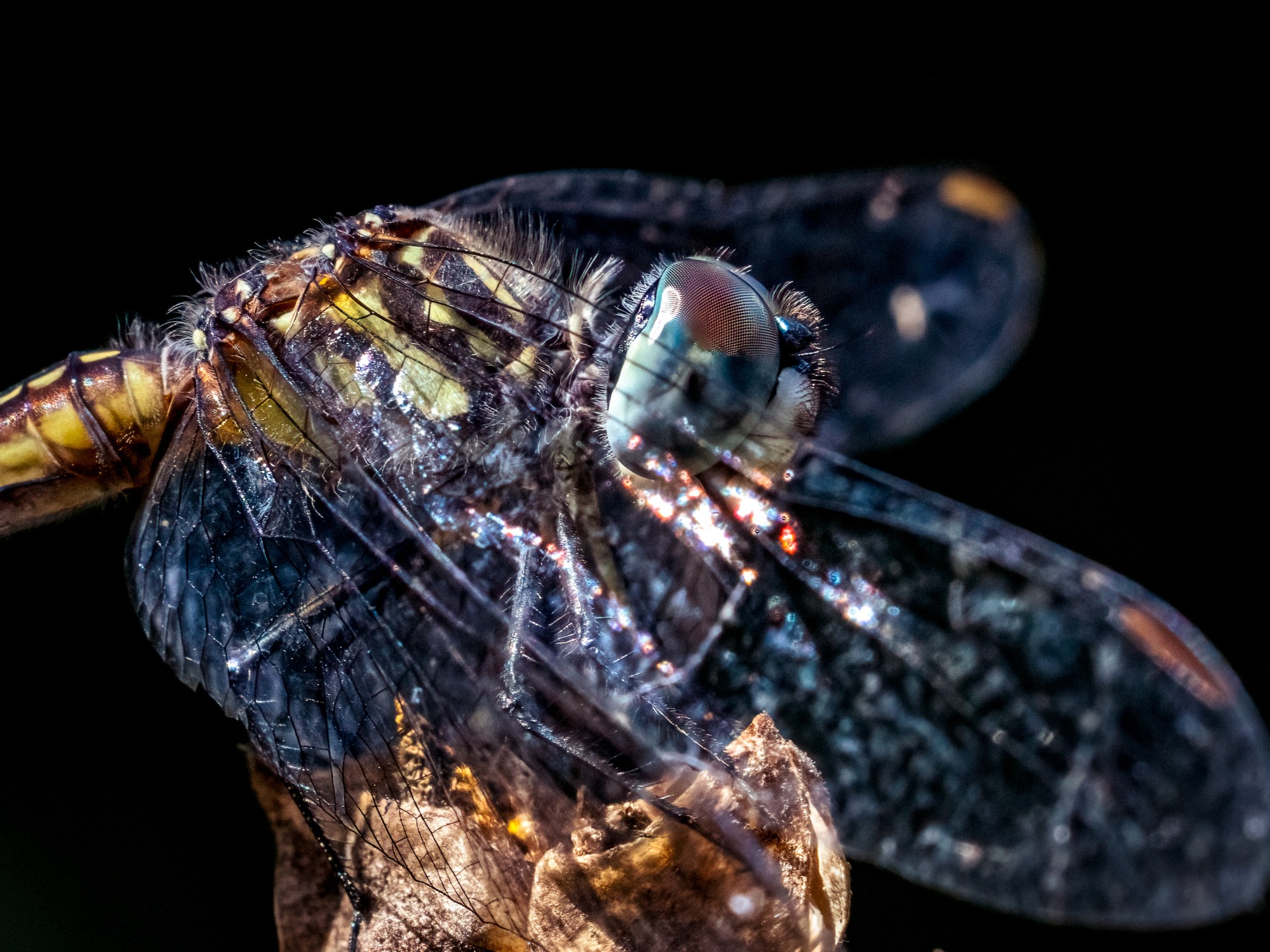 closeup profile of a blue dasher against a dark background