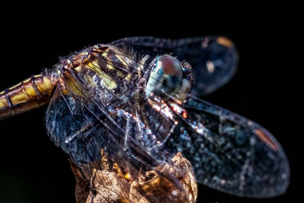 closeup profile of a blue dasher against a dark background