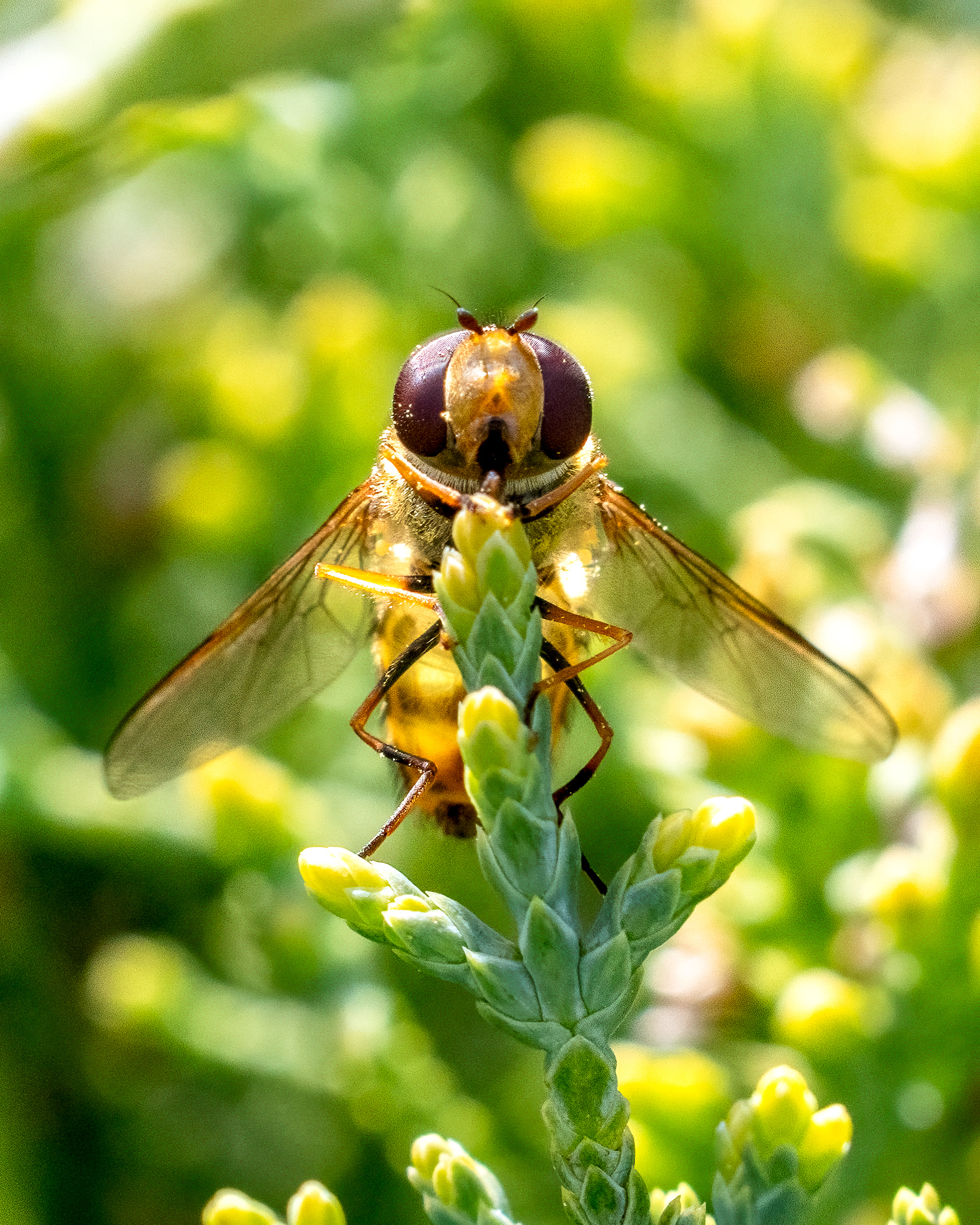 hoverfly perched at the end of a juniper twig