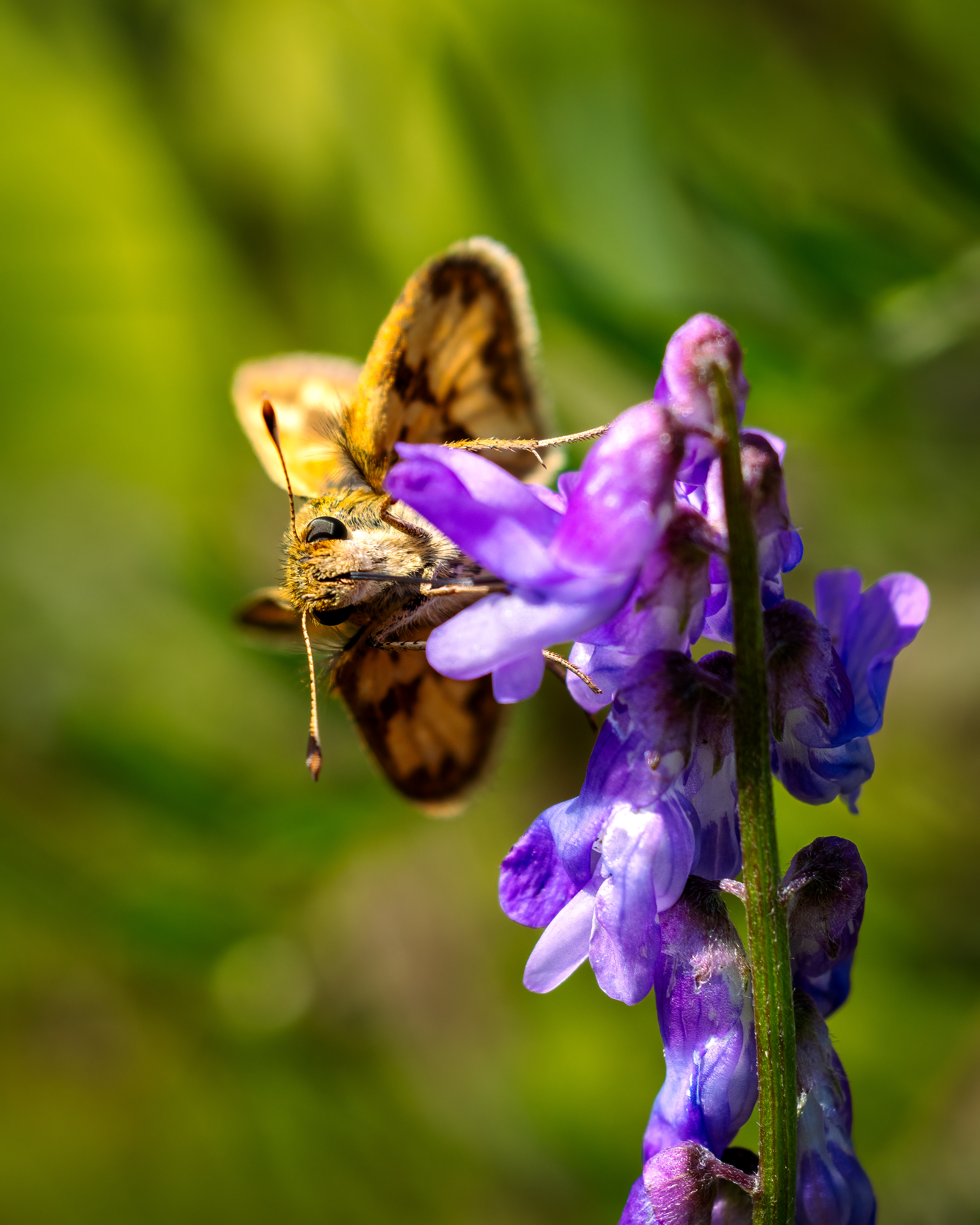 small brown butterfly on purple flowers