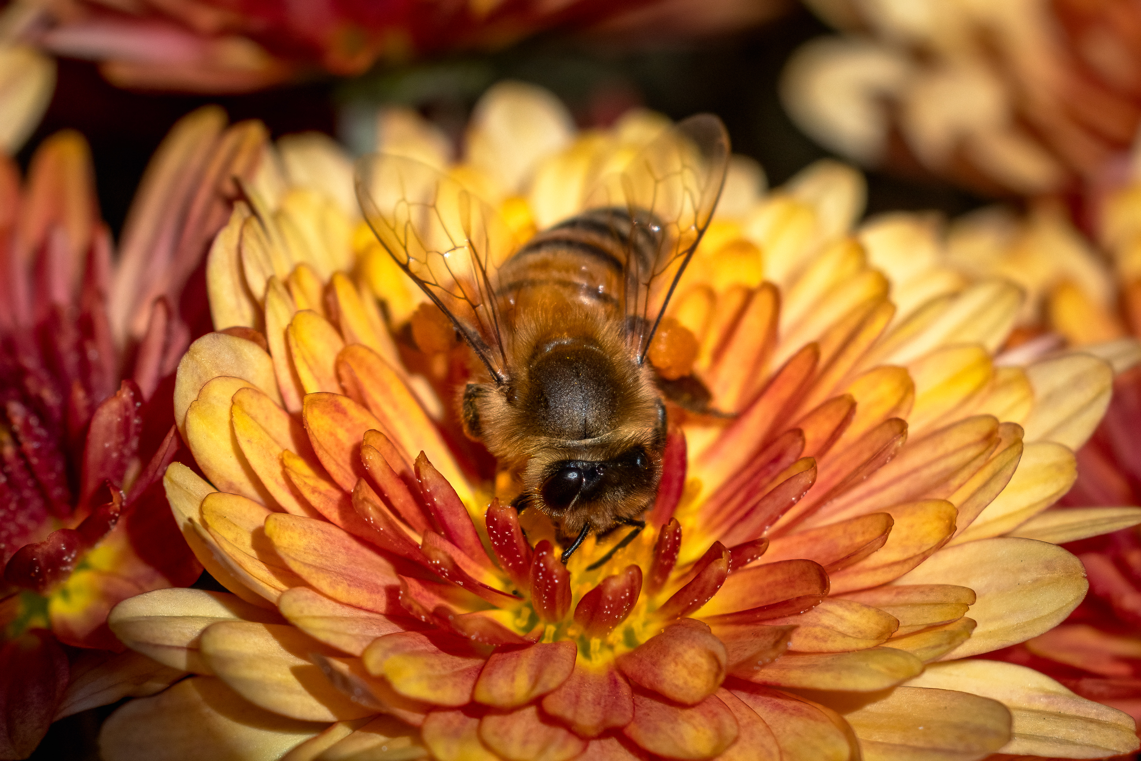 honeybee feeding on an orange flower