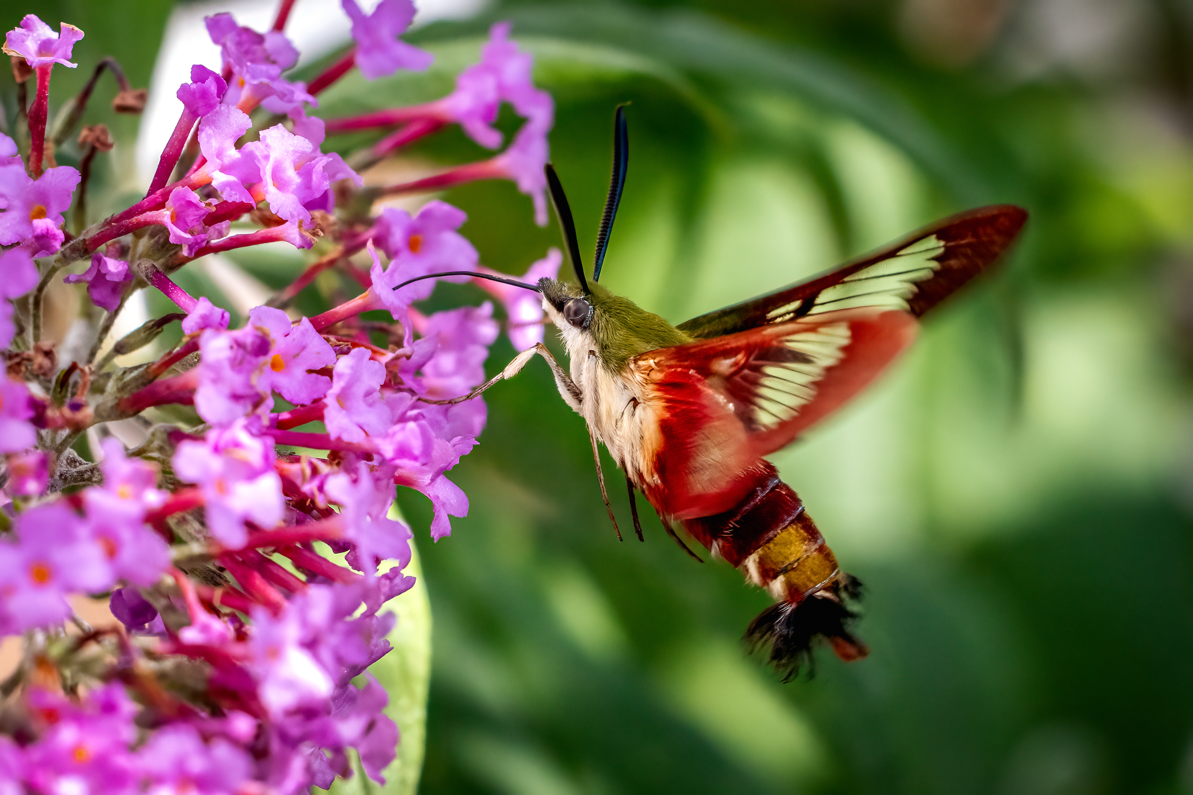 clearwing hummingbird moth feeding on pink flowers