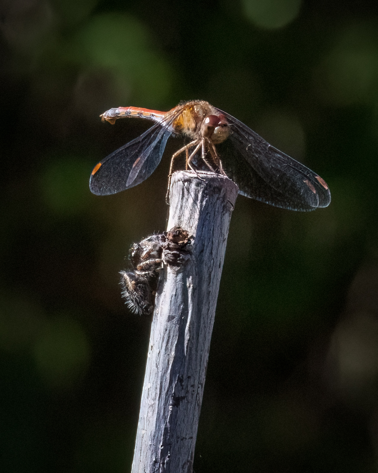 A jumping spider hunts a dragonfly perched atop a wooden cane