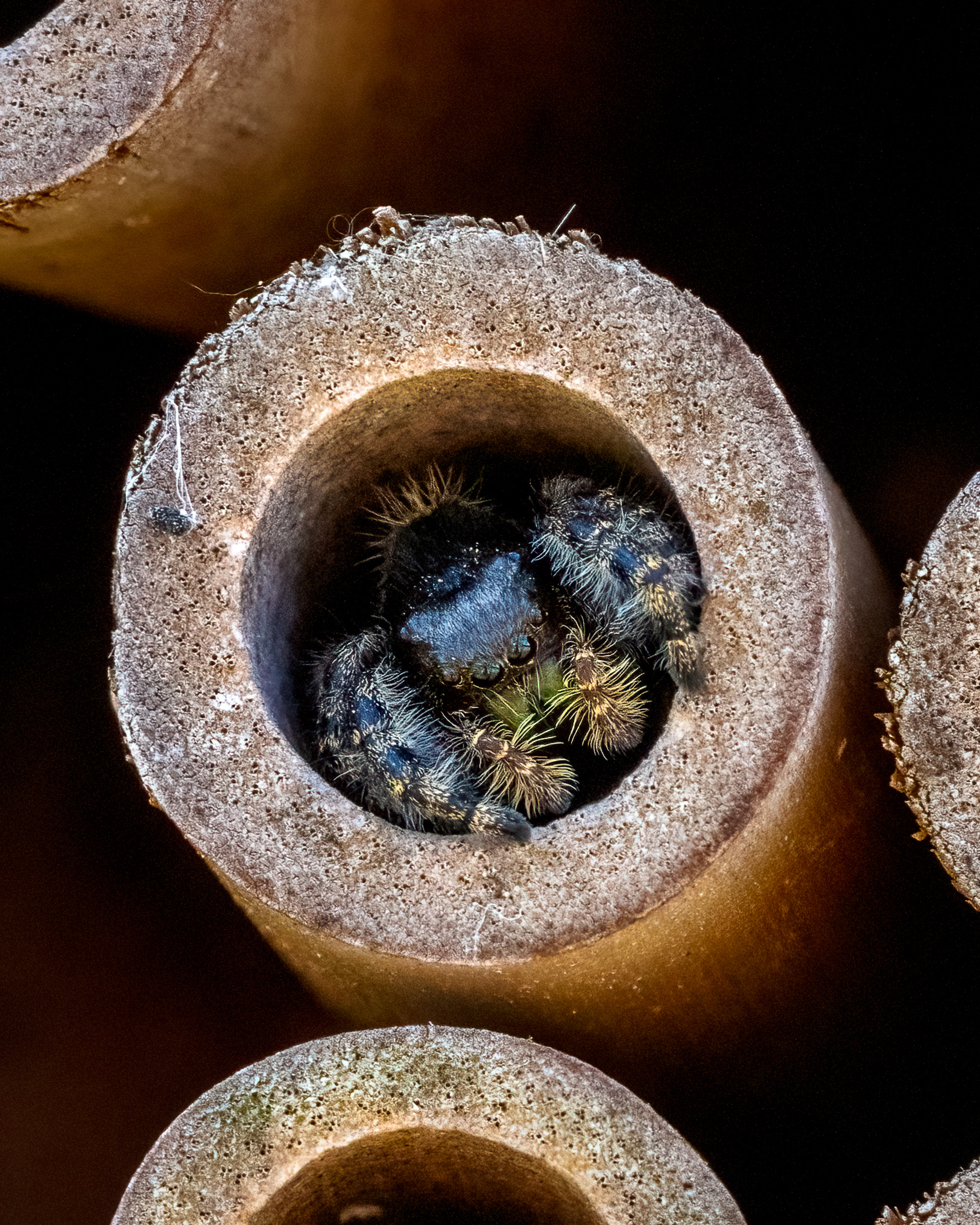 A jumping spider tucked into a wooden tube (mason bee house)