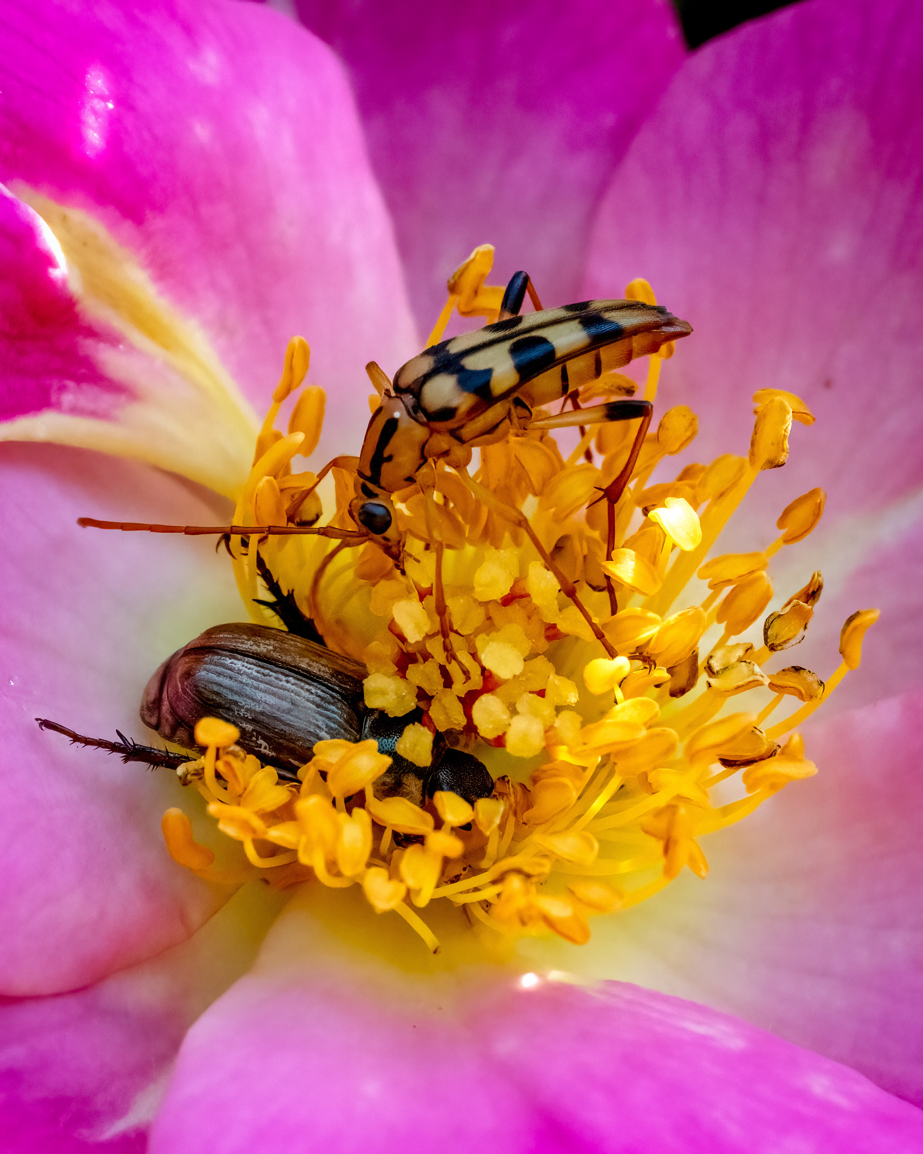 longhorn beetle and japanese bettle sharing a rose