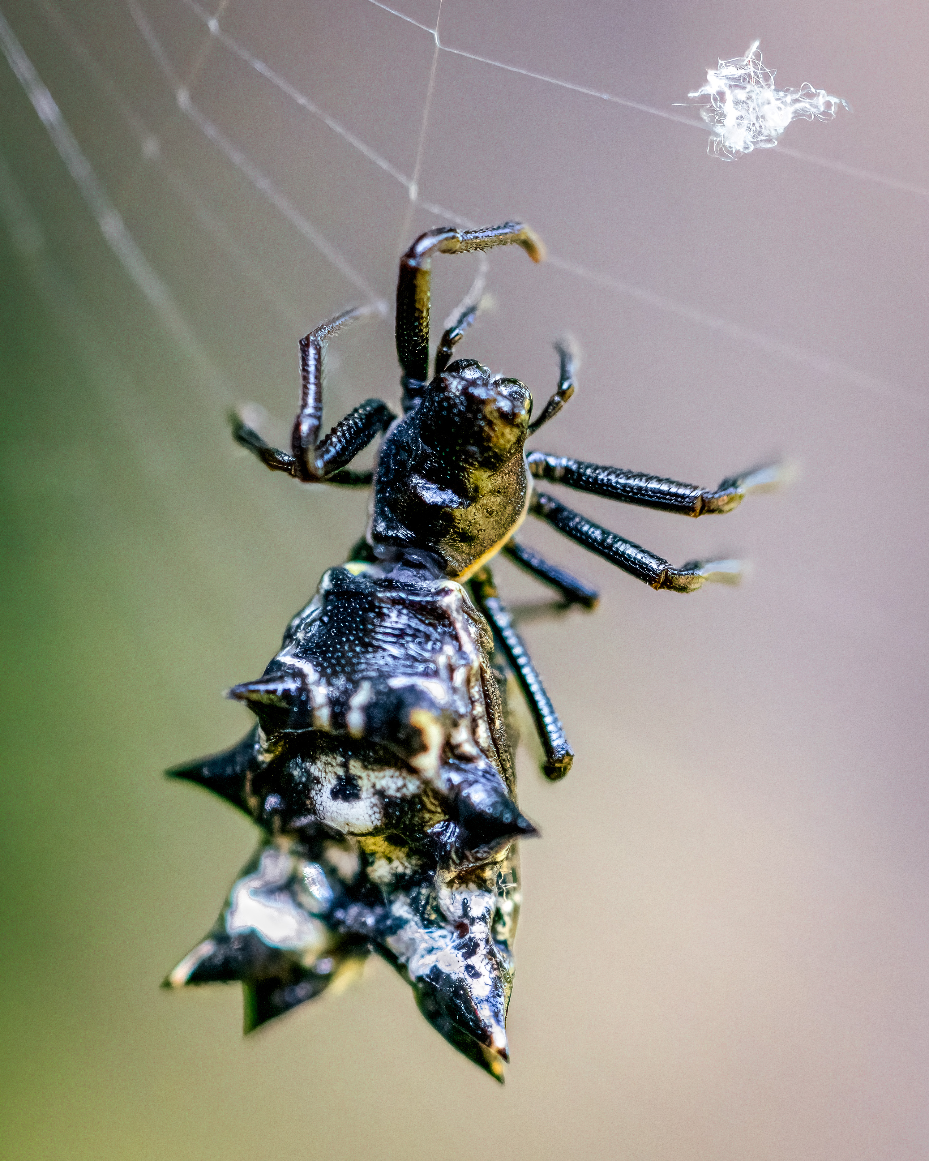 spiky black spider in its web