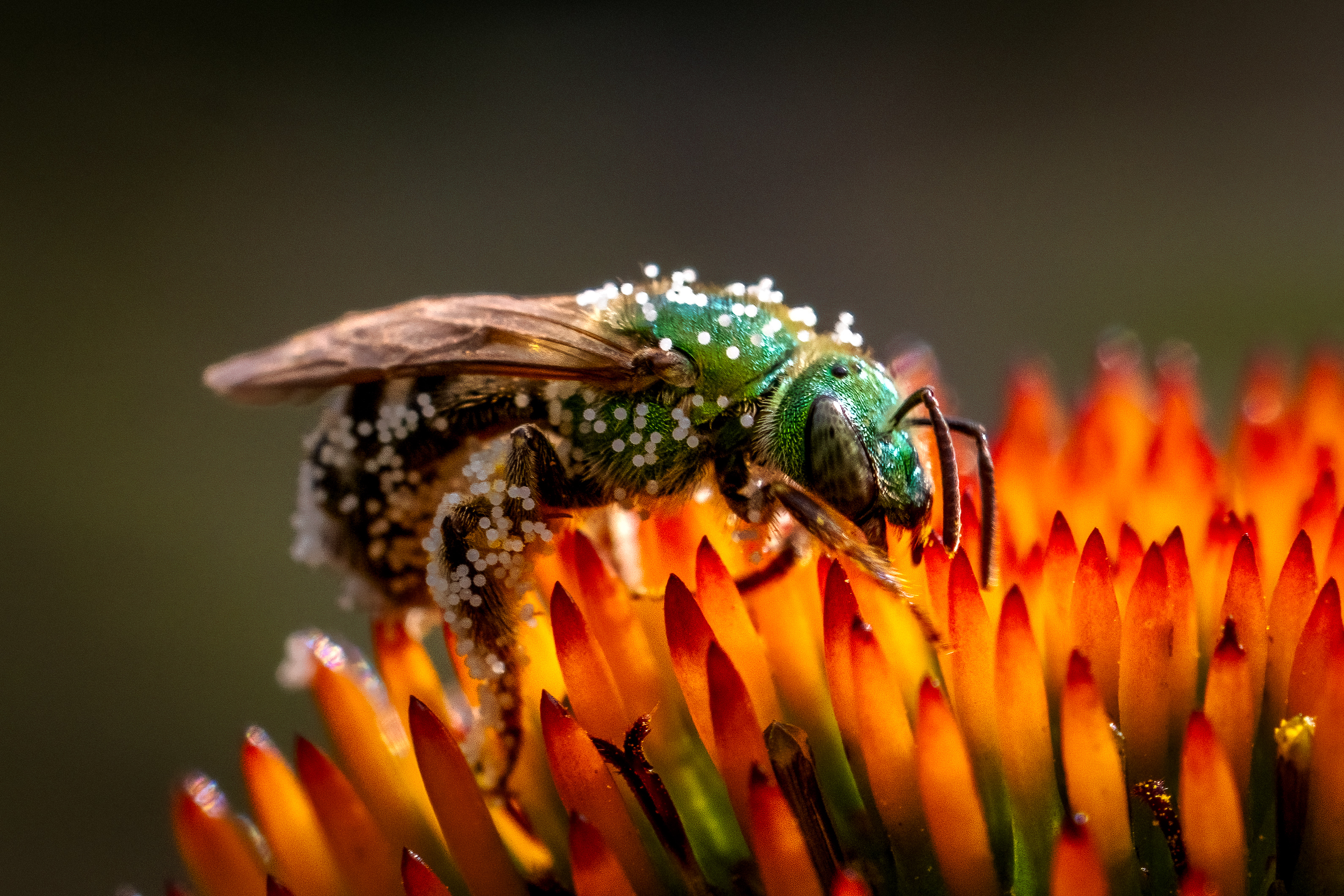 green sweat bee covered in white coneflower pollen