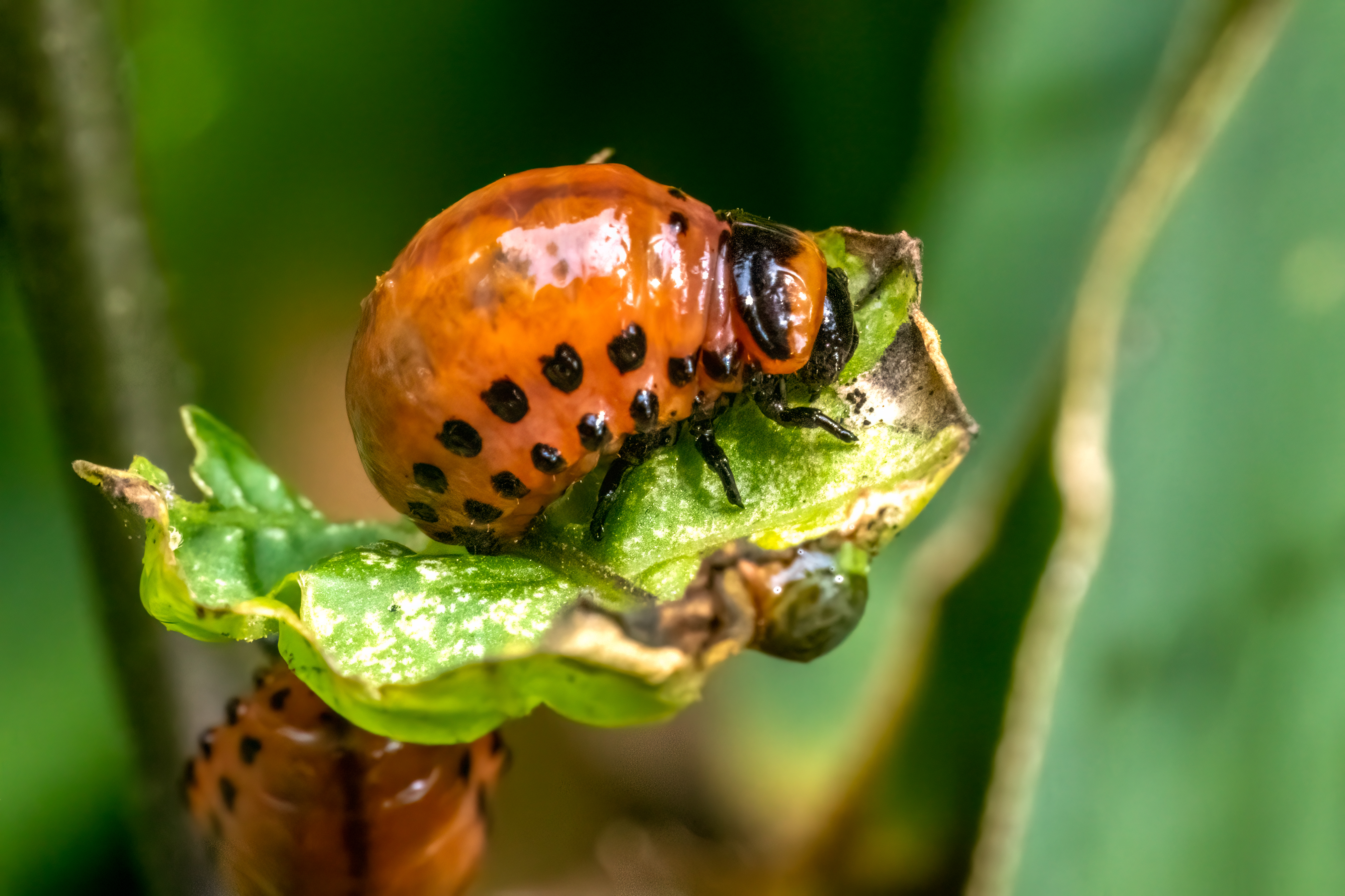 potato beetle larvae munching a leaf