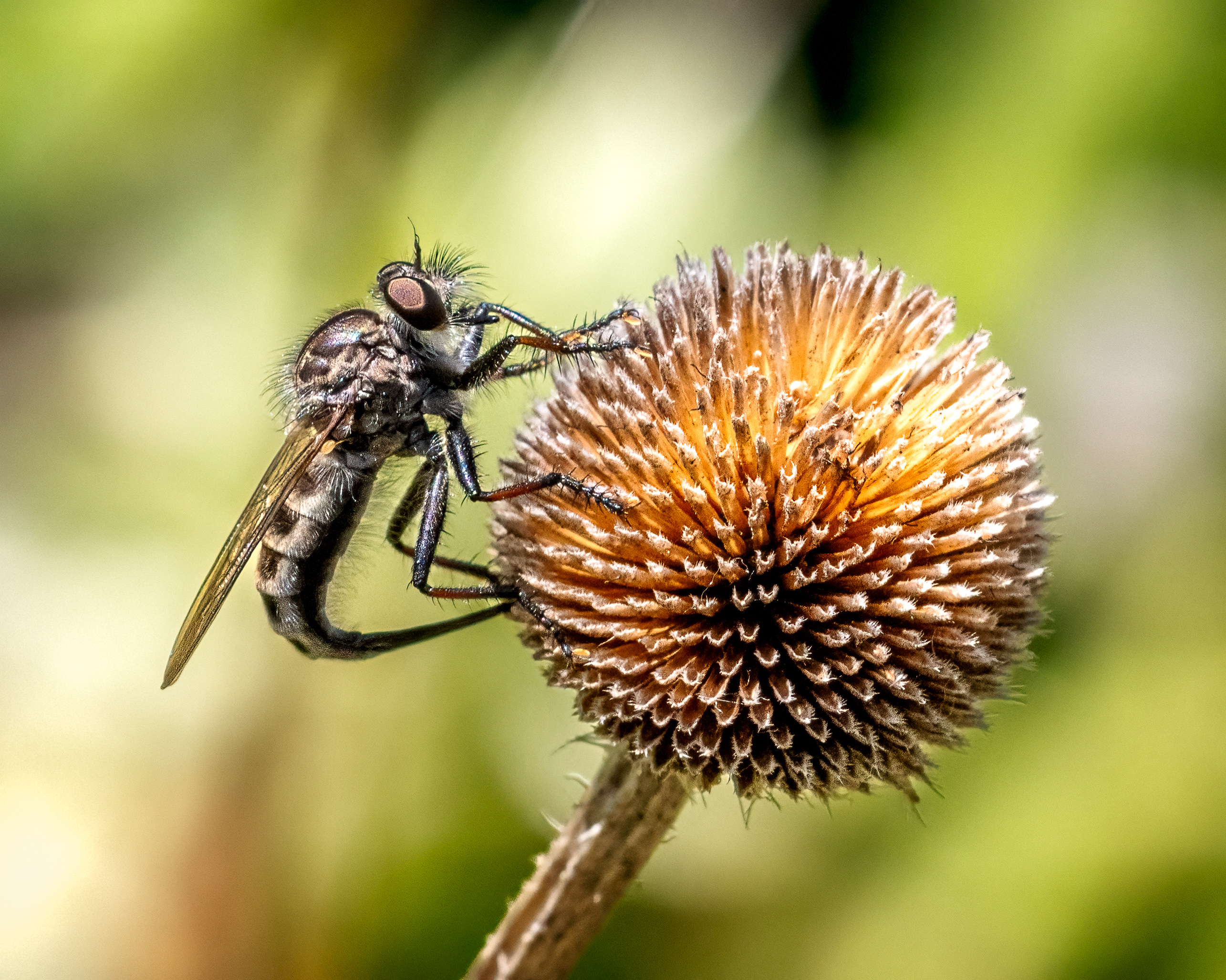 robber fly perched on a spiky coneflower remnant