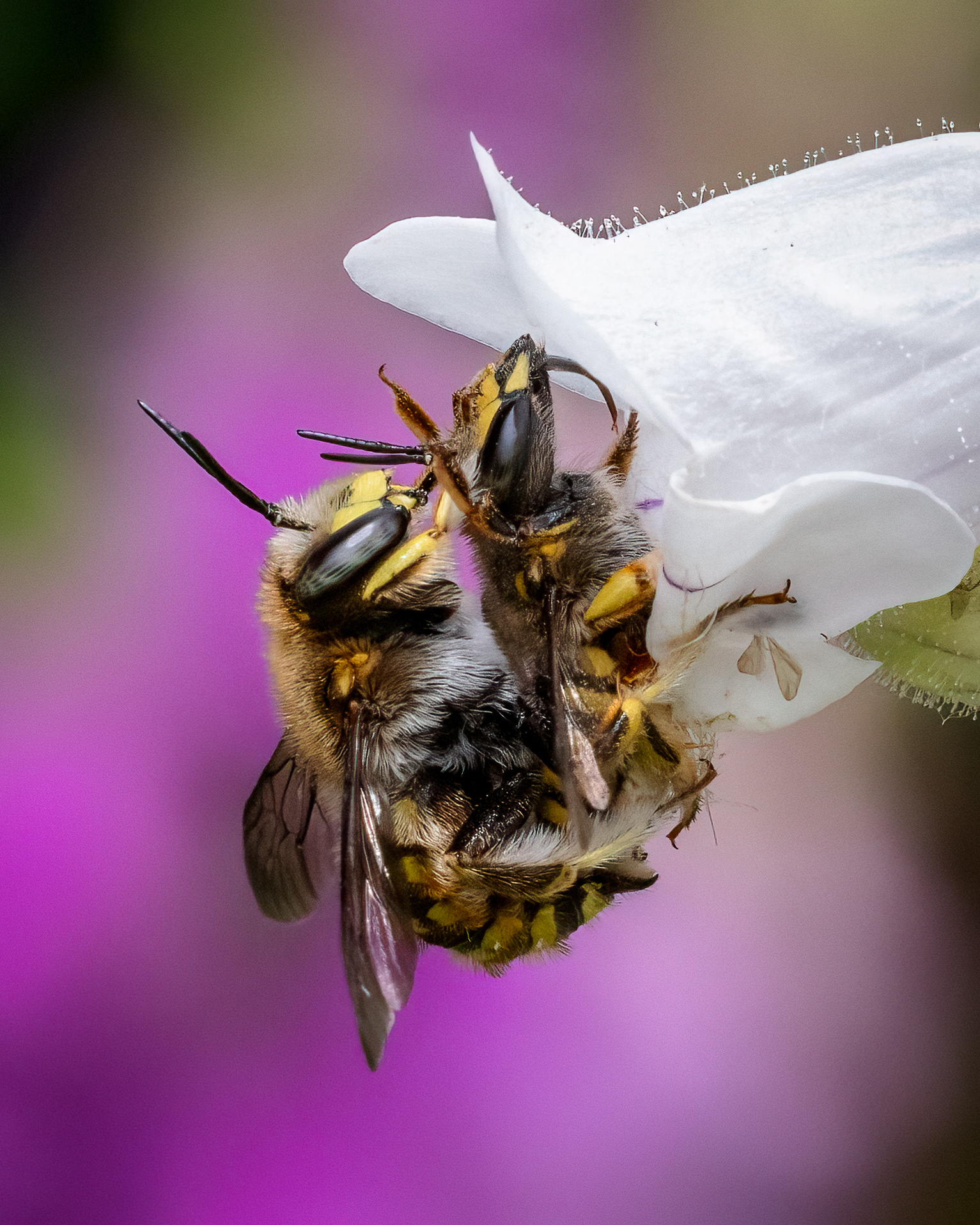 two bees mating on a white flower