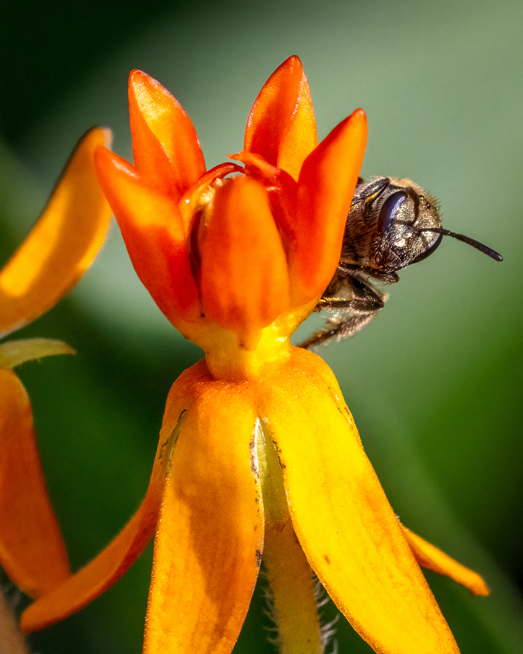 Sweat bee peeking from behind an orange butterfly milkweed blossom