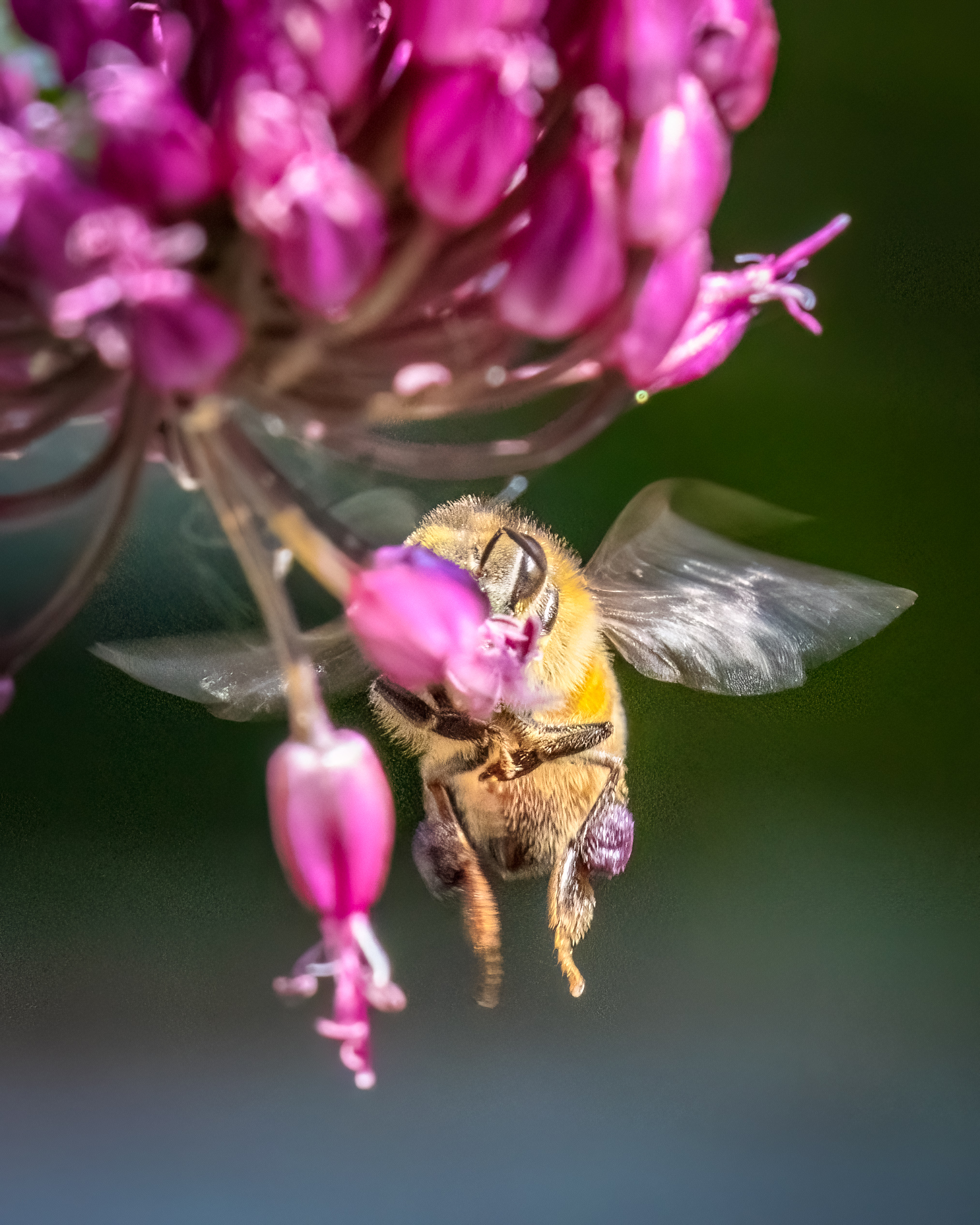 honeybee hovering behind a cluster of pink flowers