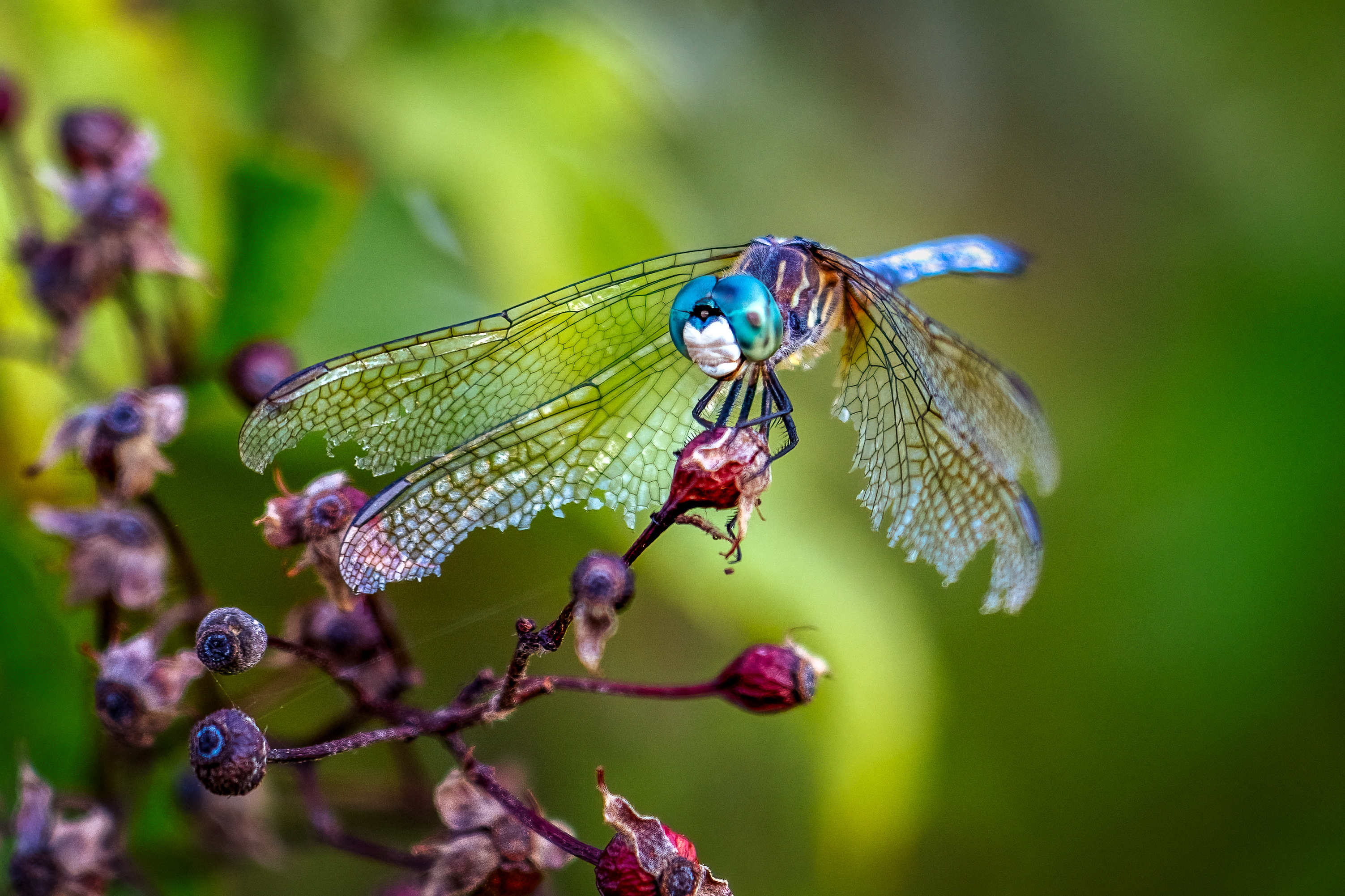 blue dasher with tattered wings on dried berries