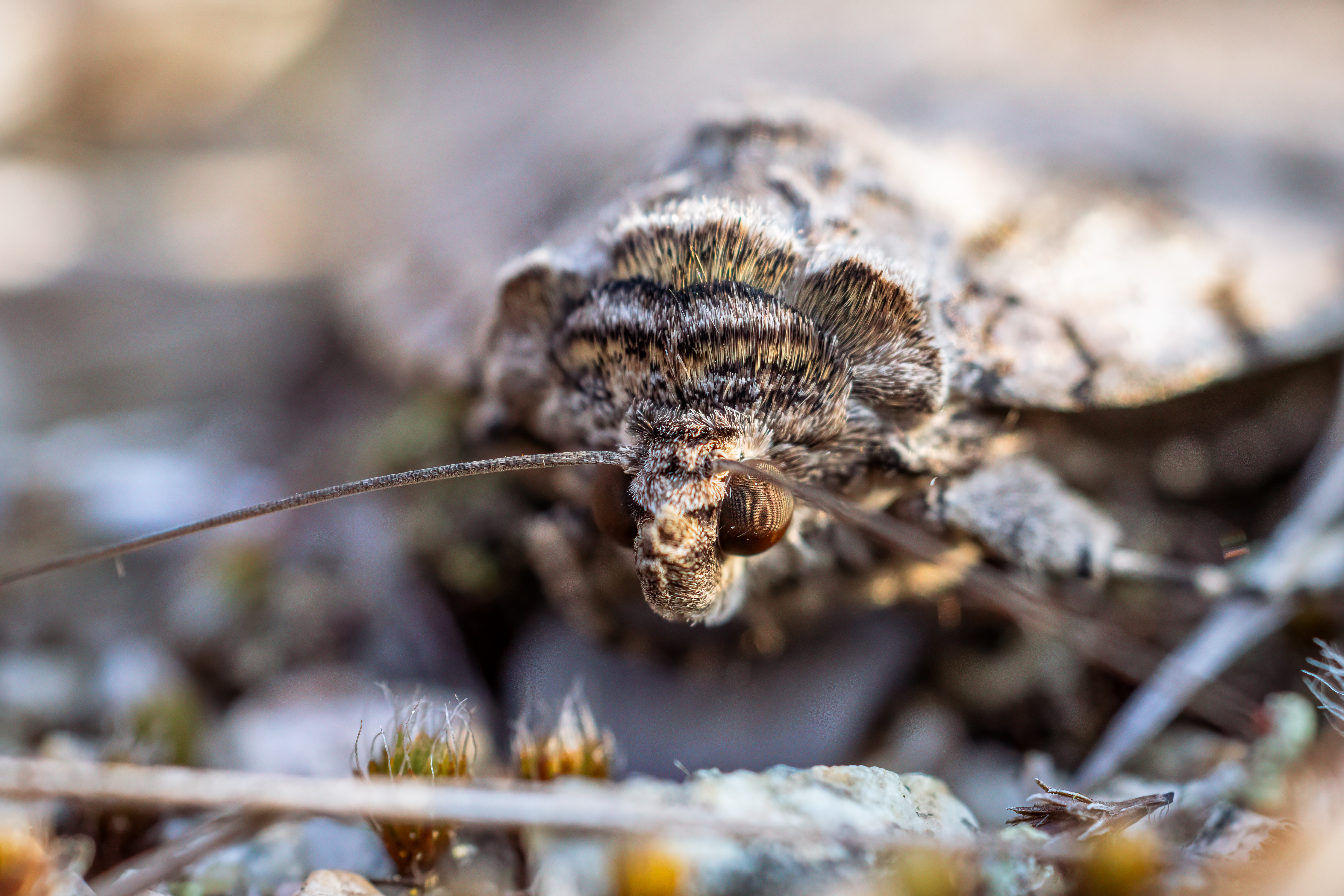 closeup of an underwing moth