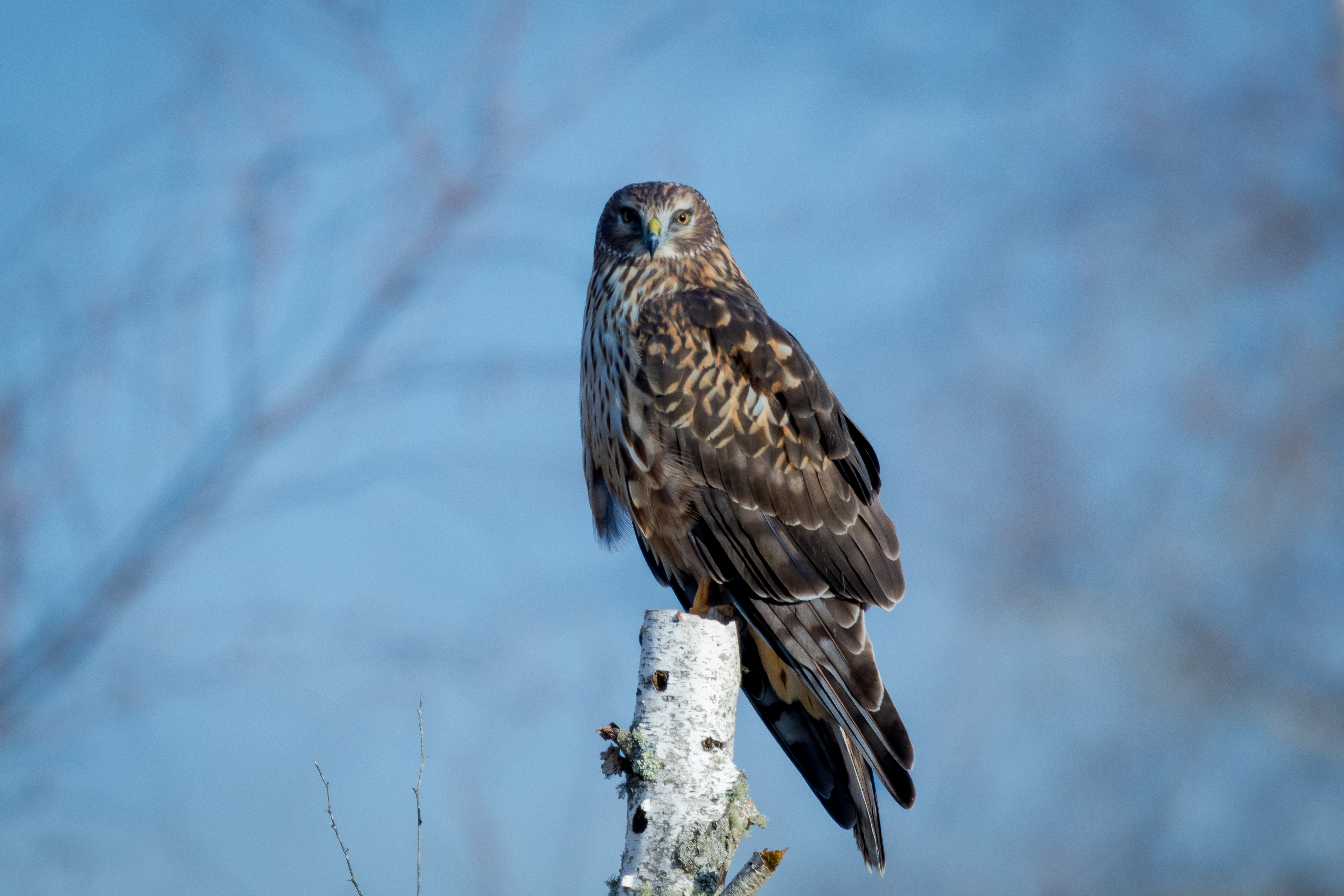 northern harrier perched