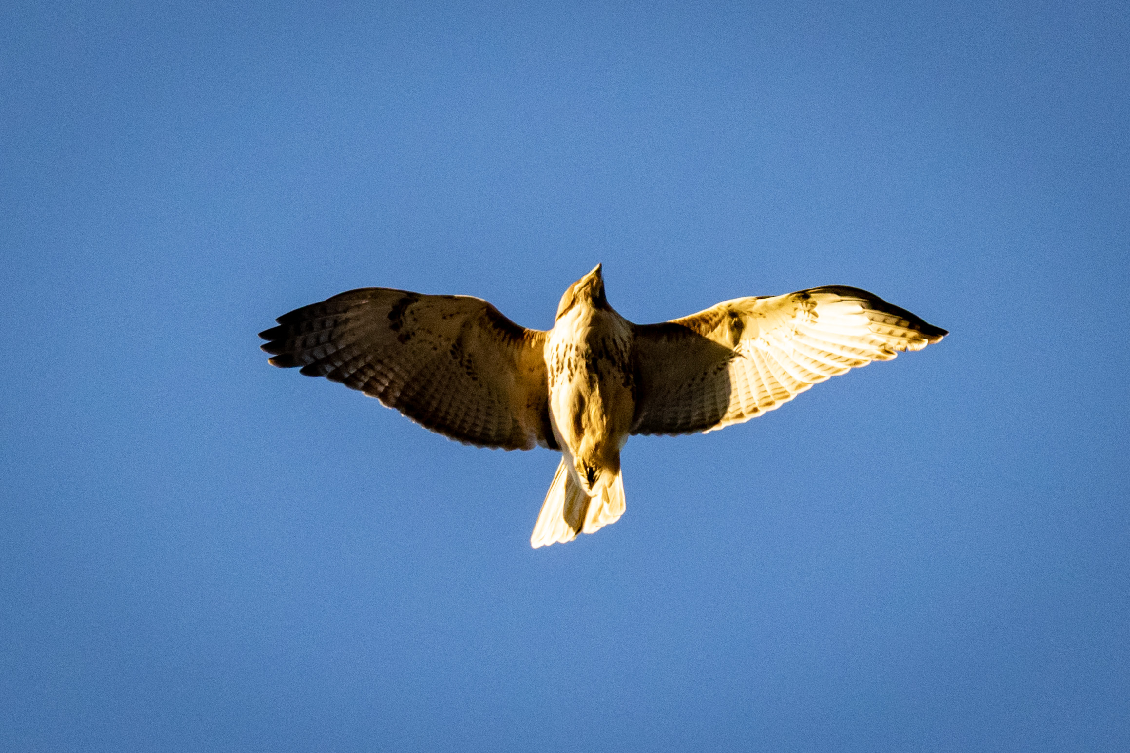 red-tailed hawk from below