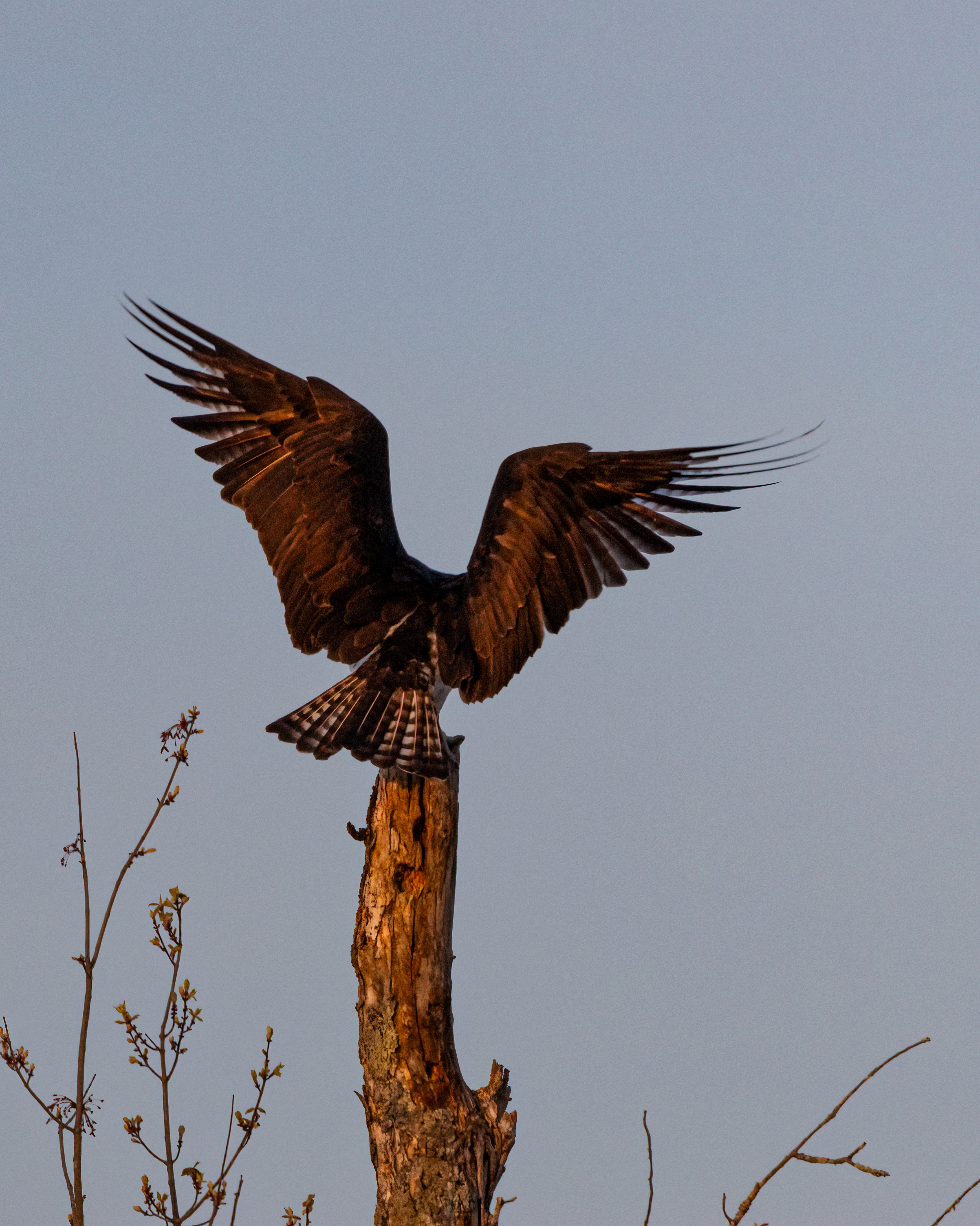 osprey with wings open from back