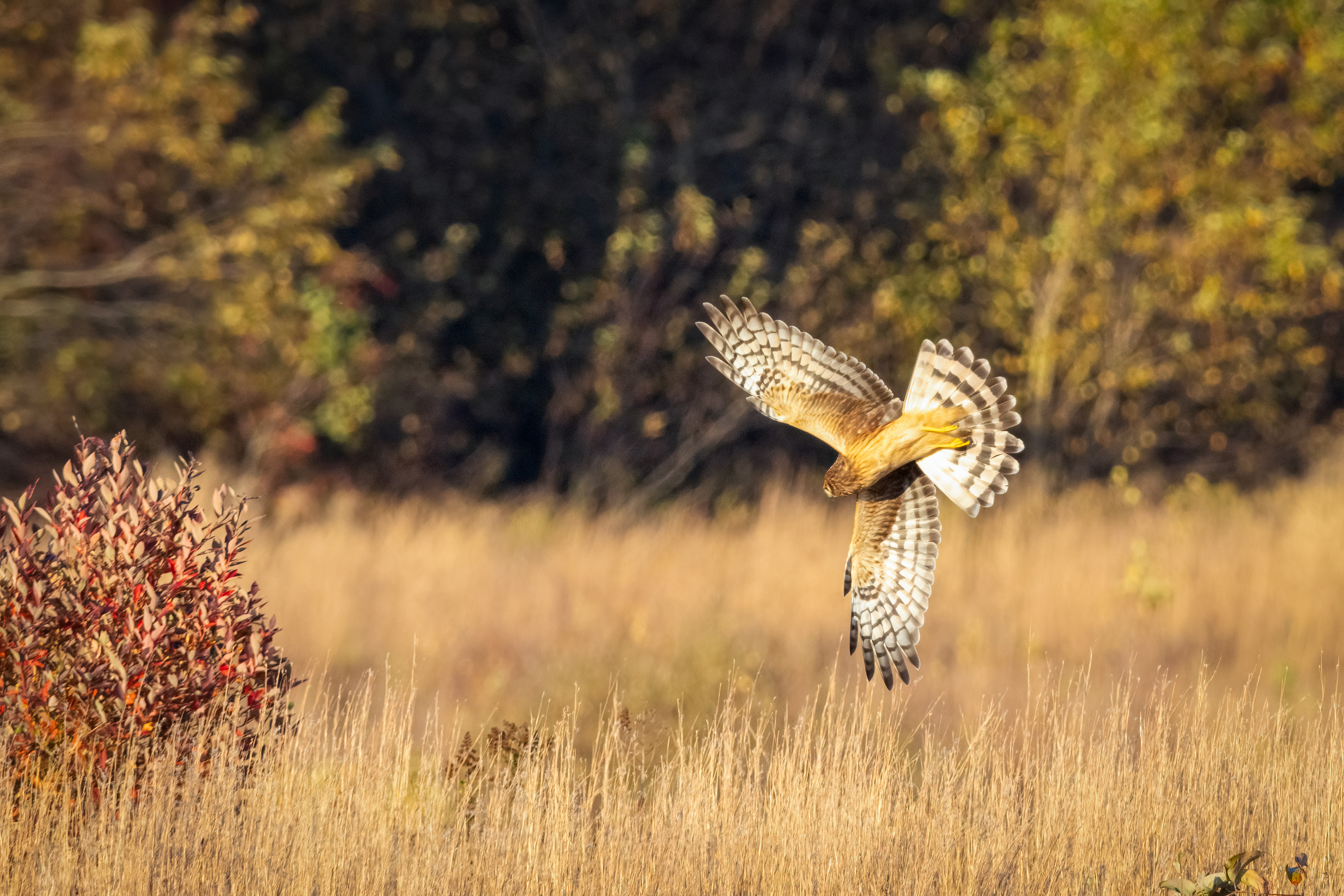 northern harrier diving for prey