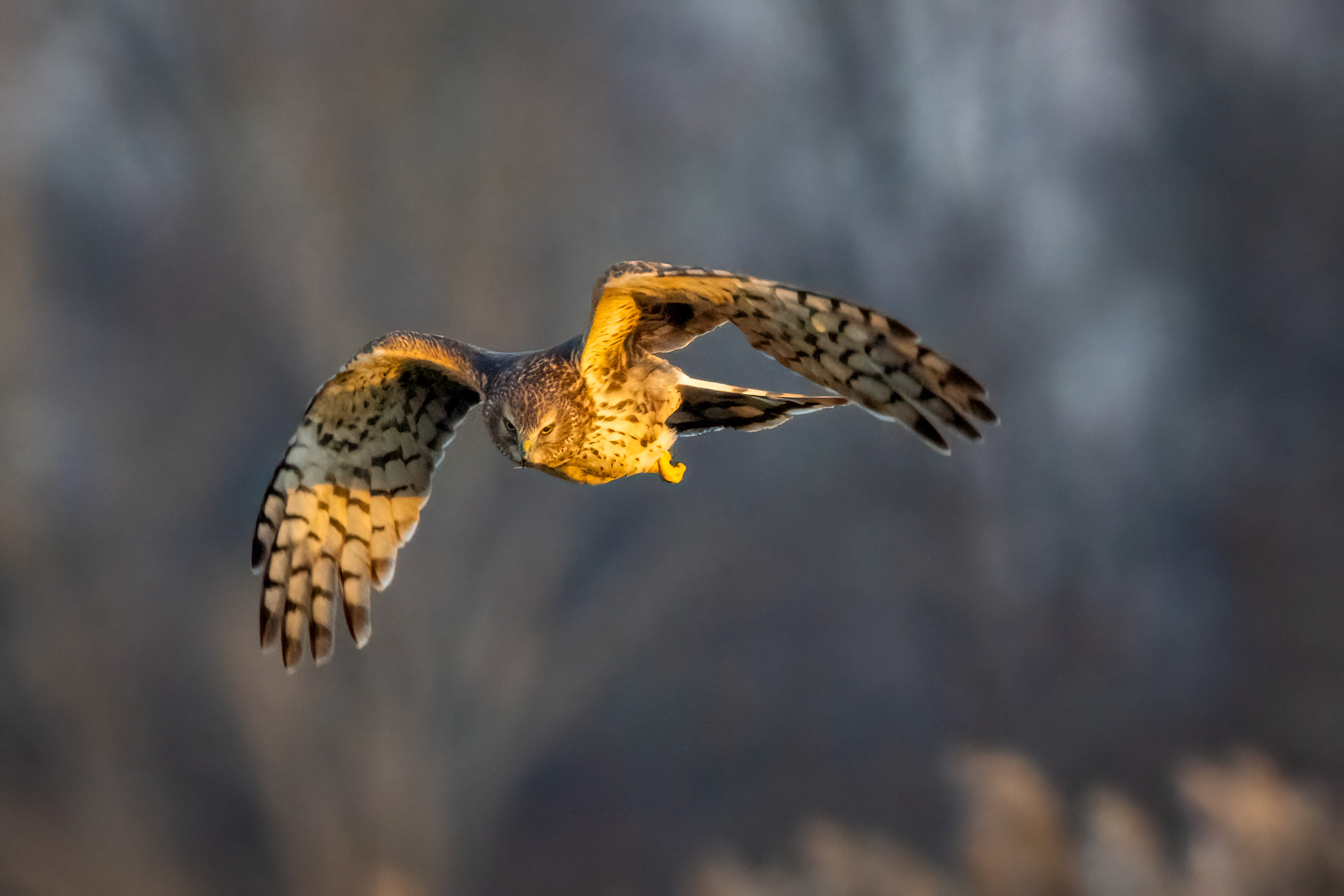 northern harrier flying toward camera