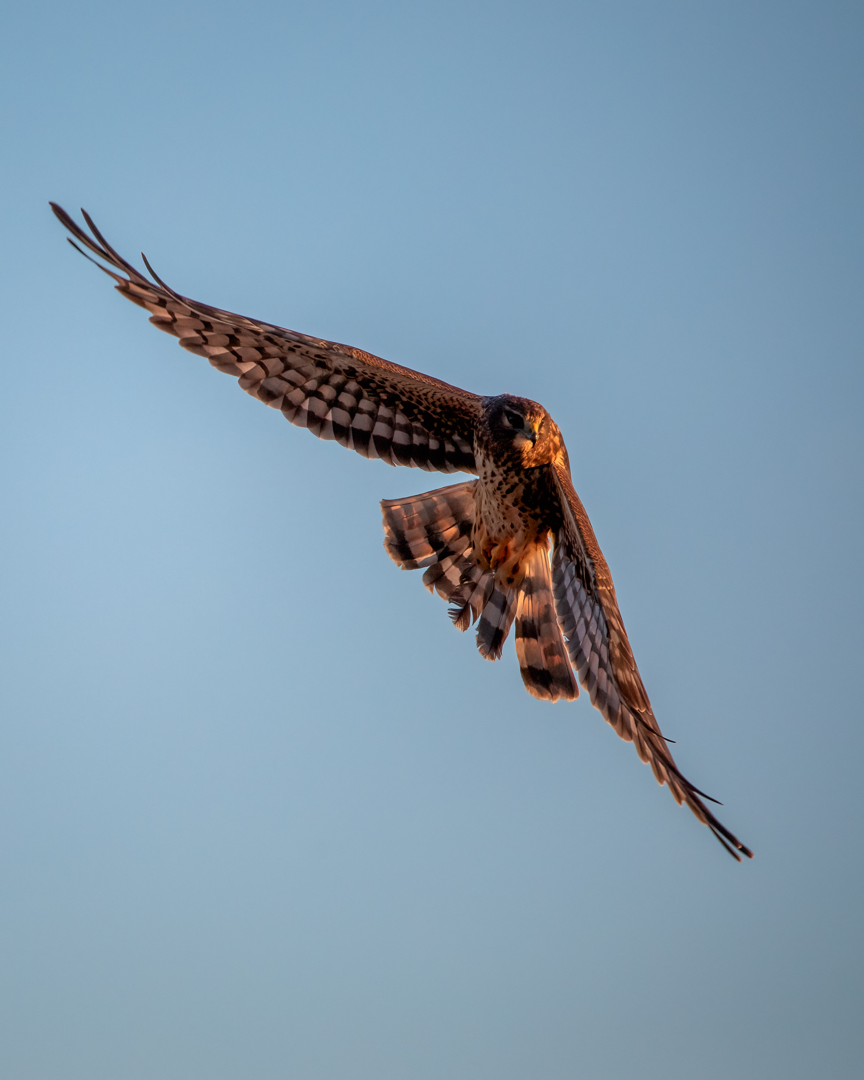 northern harrier in flight