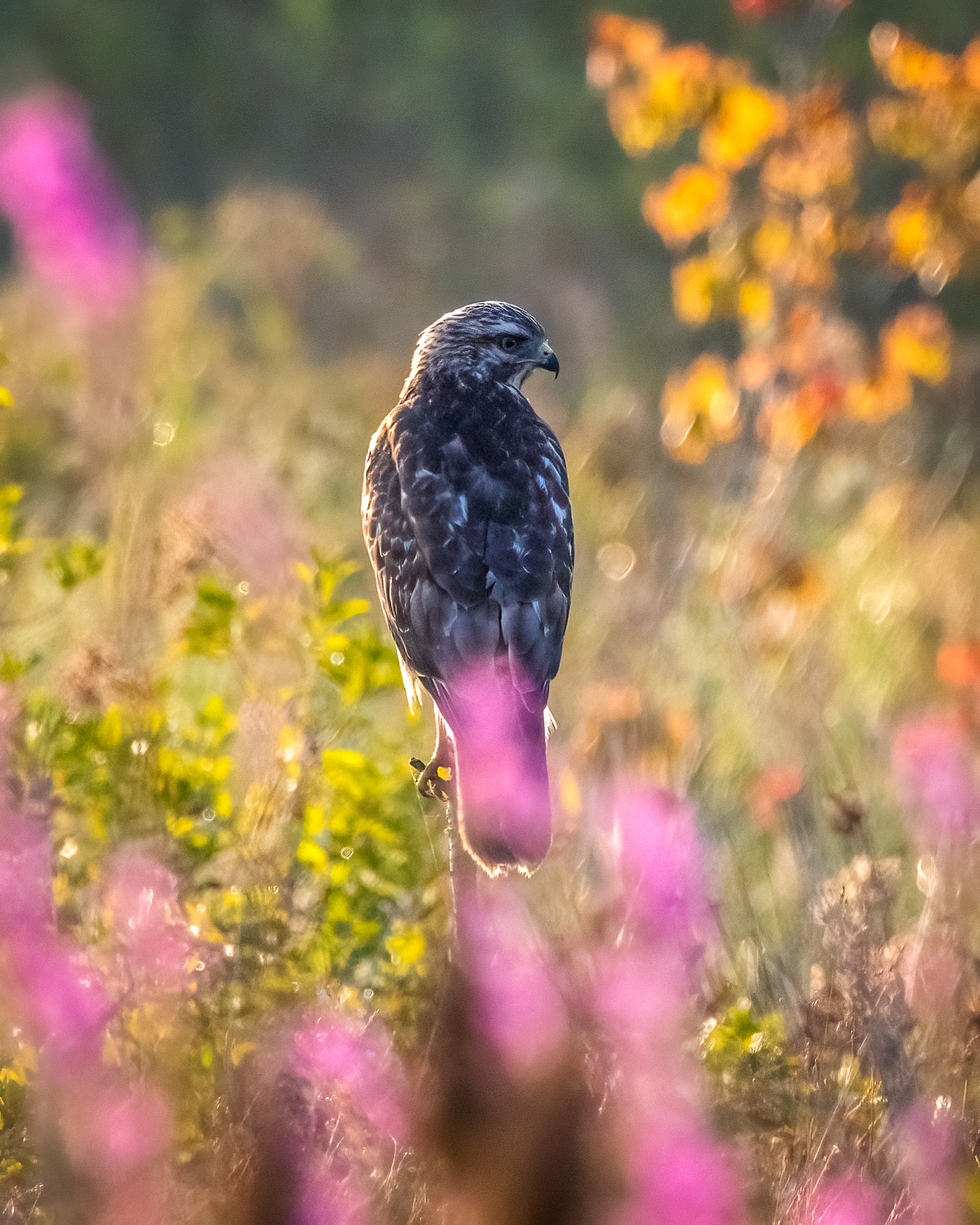 Juvenile red-shouldered hawk