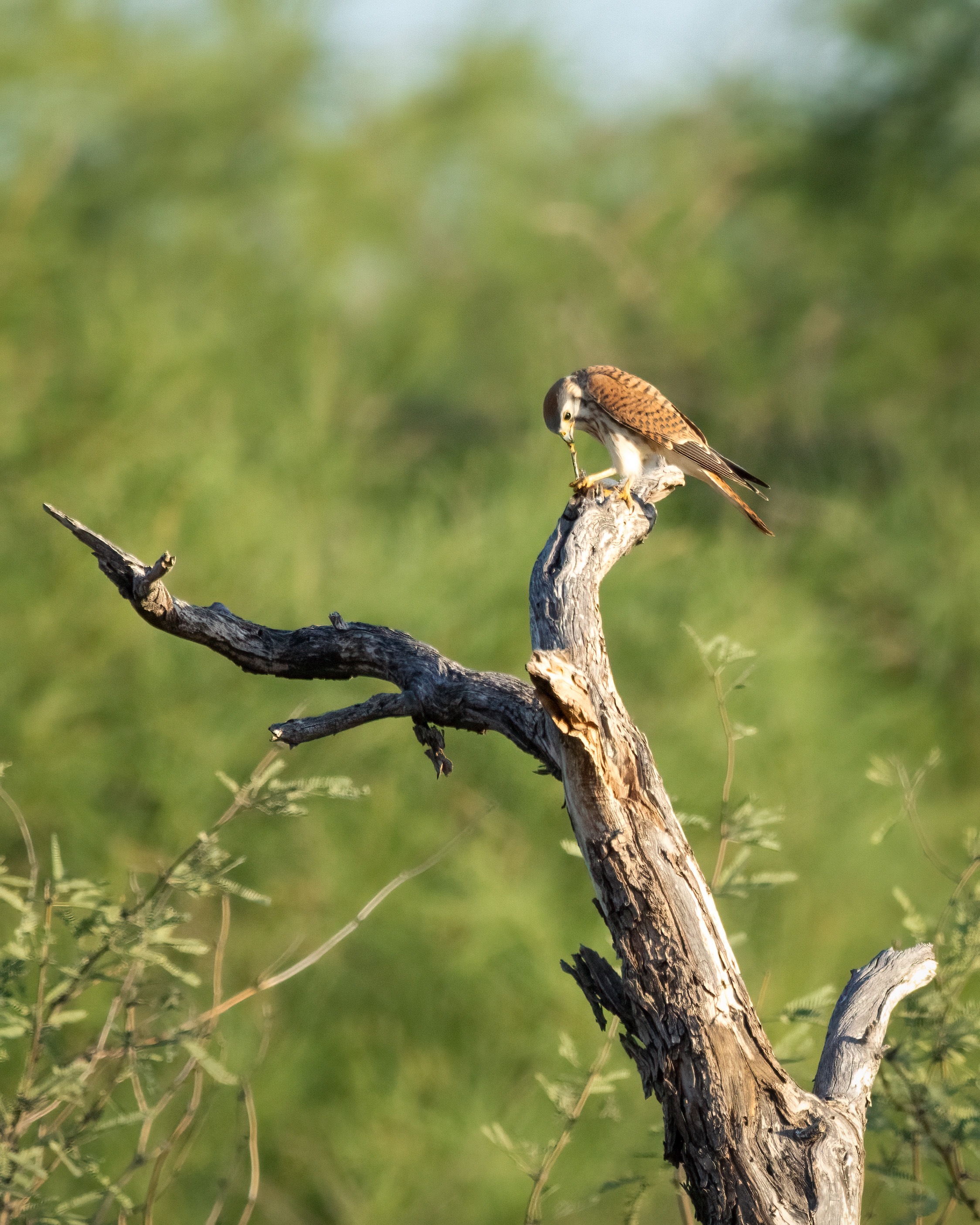 american kestrel eating a dragonfly