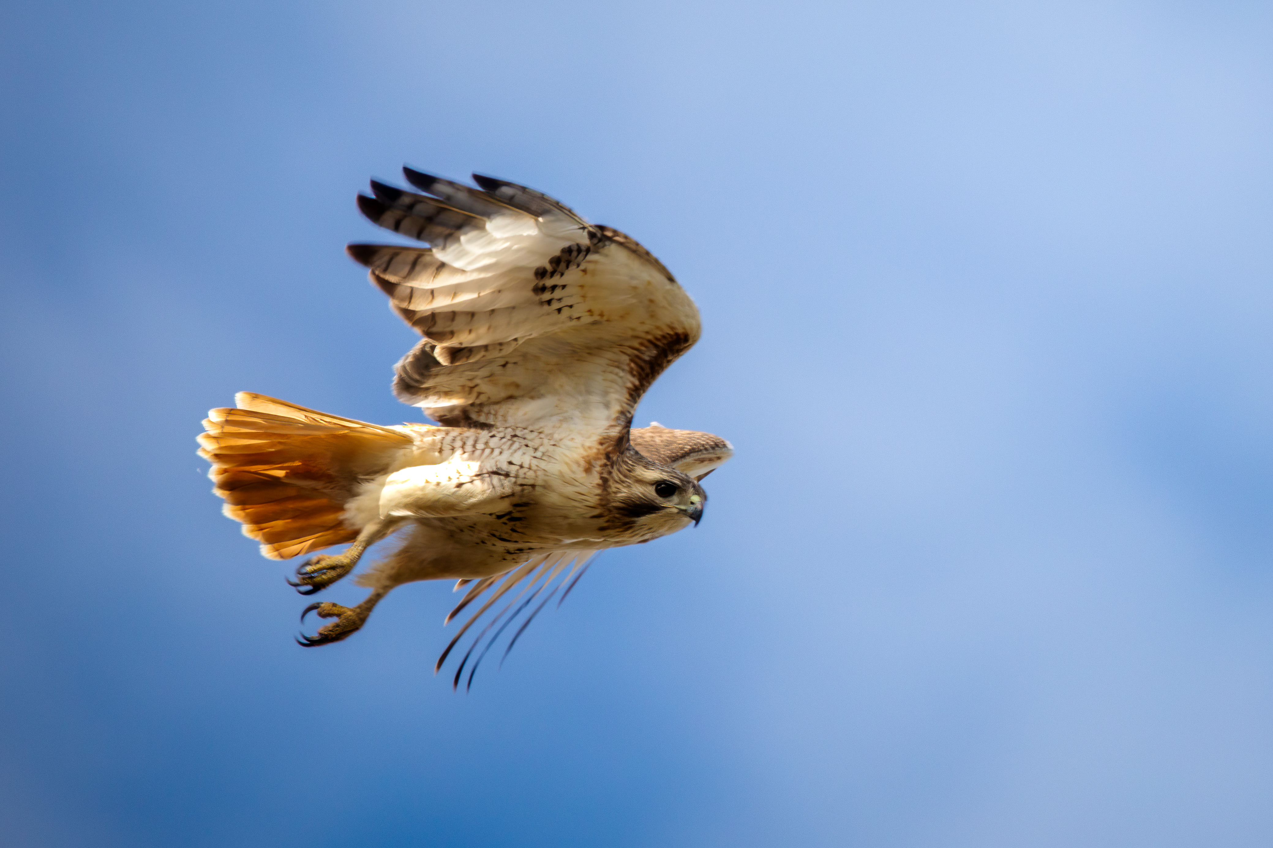 Red-tailed hawk in flight