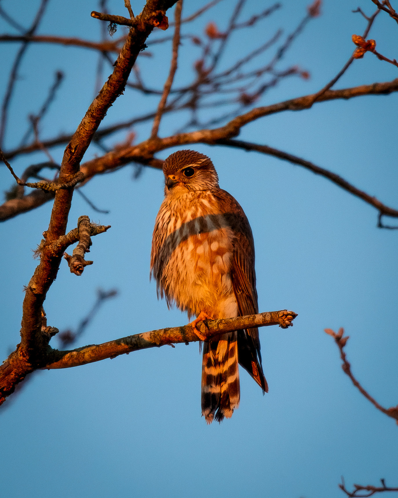 merlin perched at sunrise