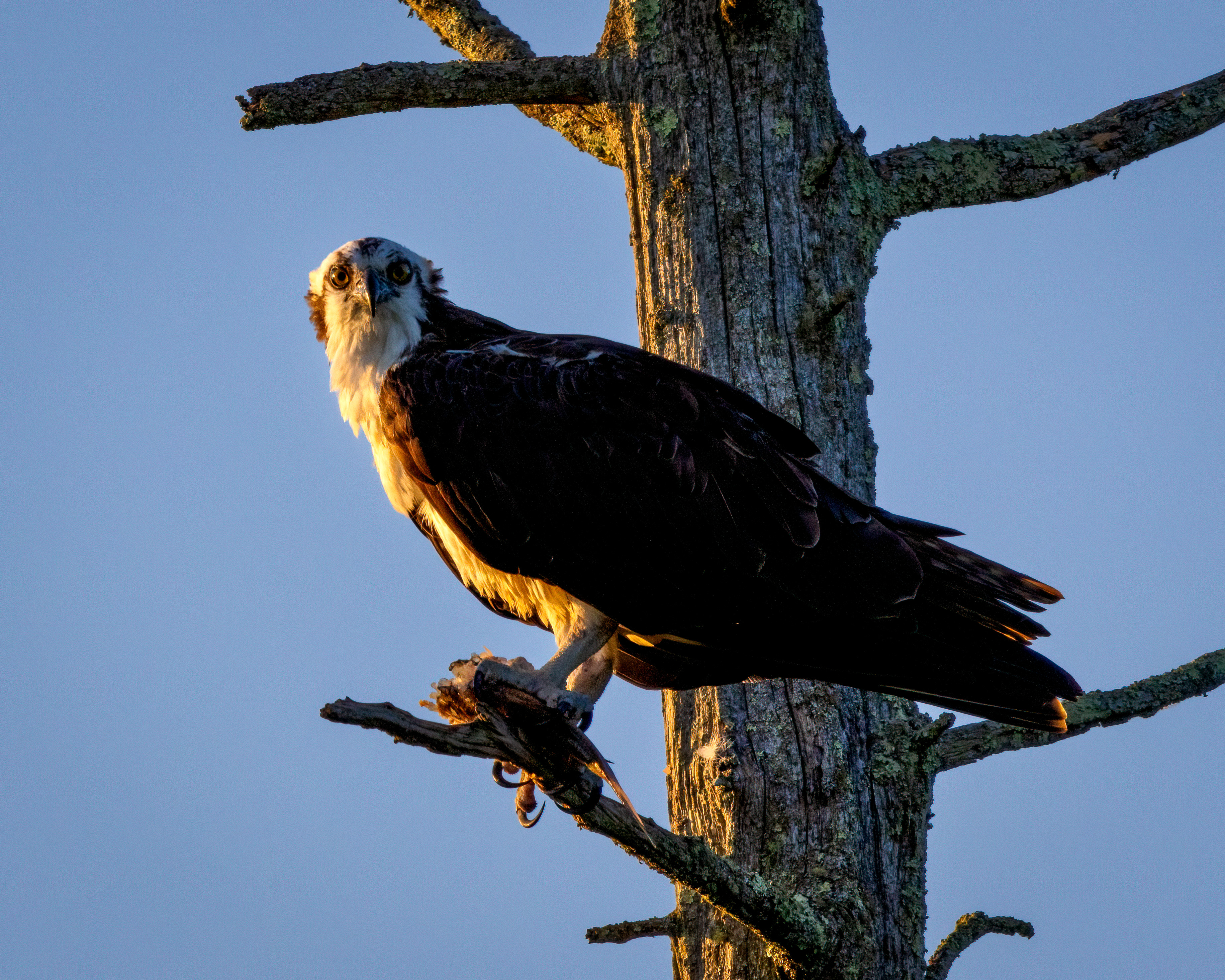 Osprey and fish