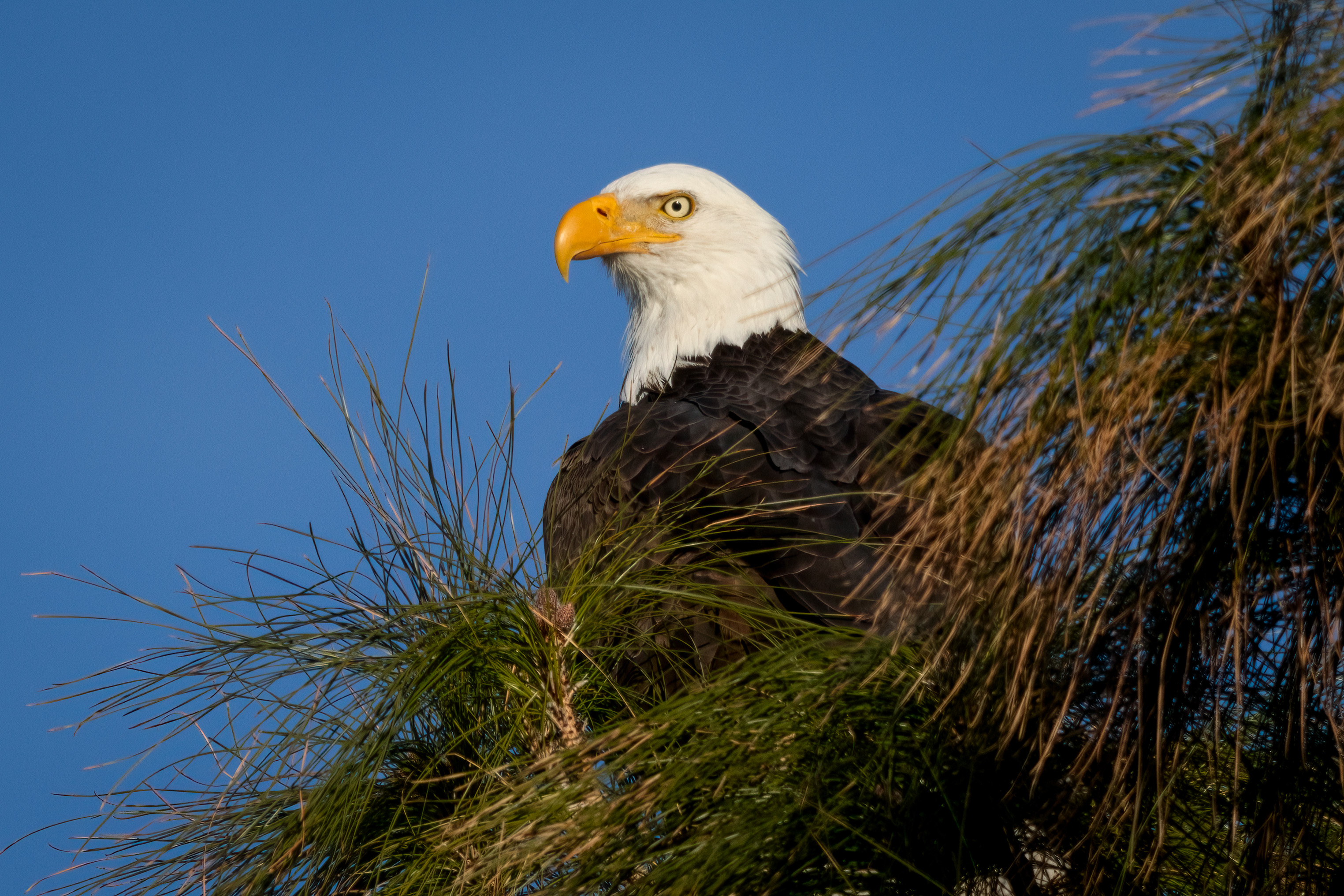 bald eagle in Arizona pine
