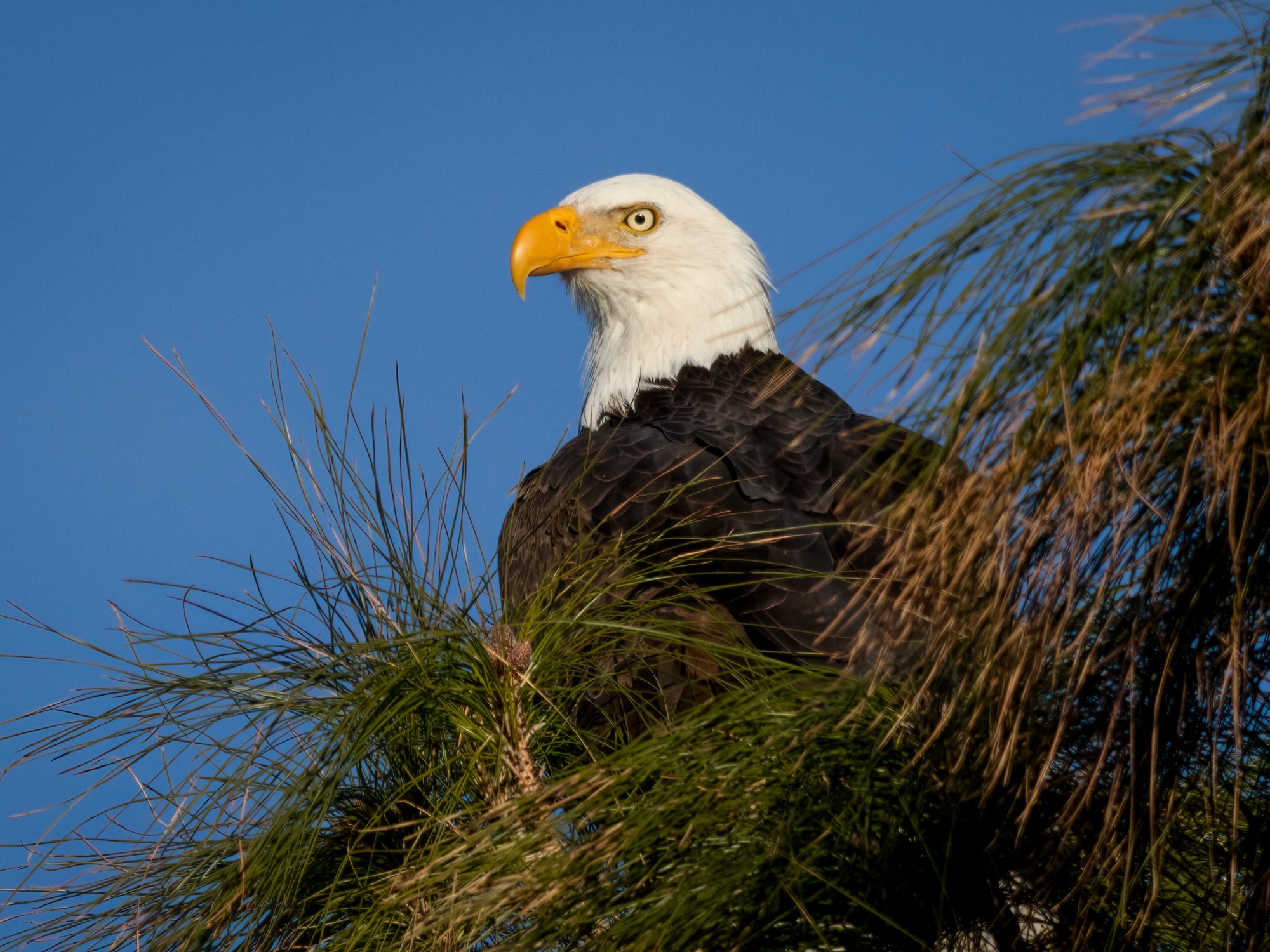 bald eagle in Arizona pine
