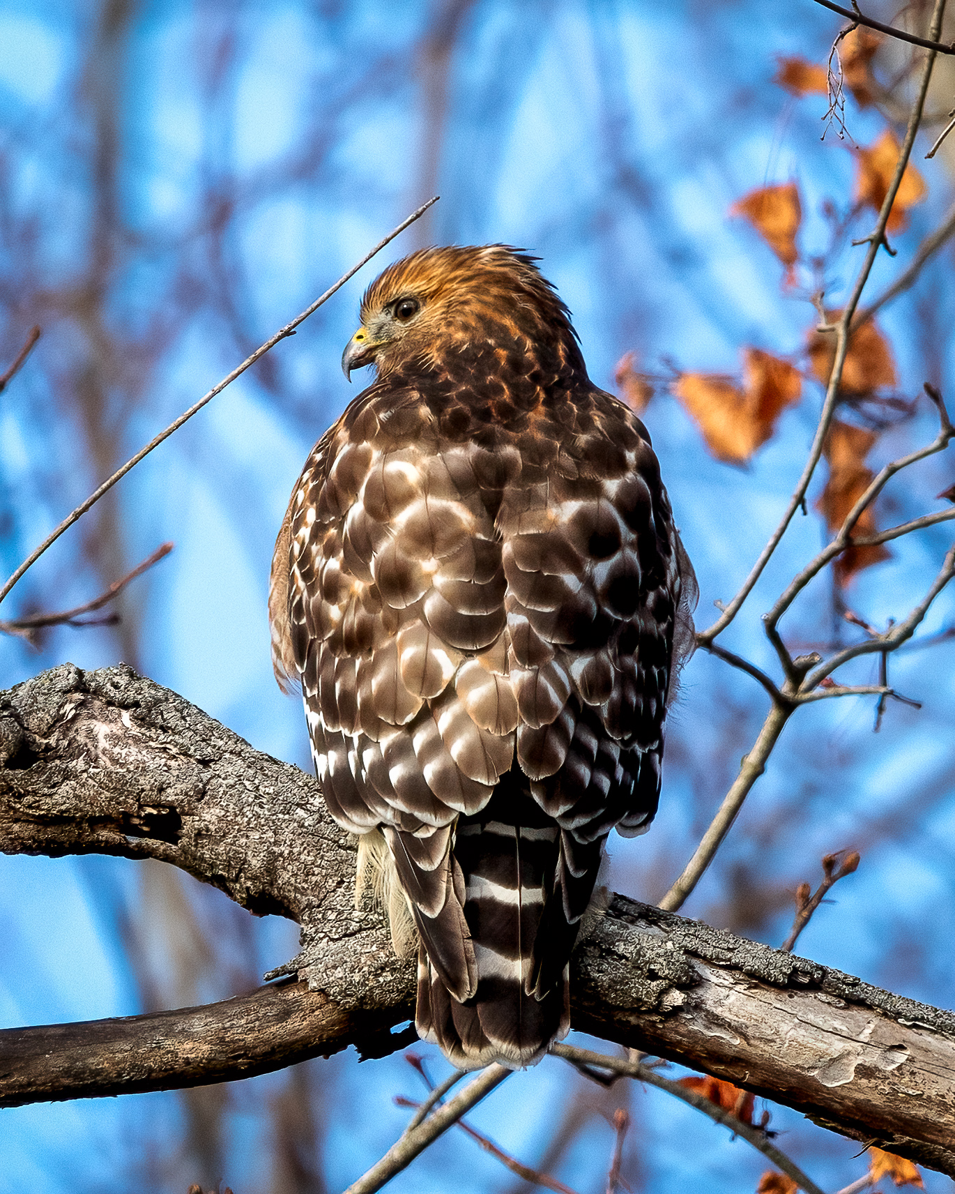 red-shouldered hawk back plumage