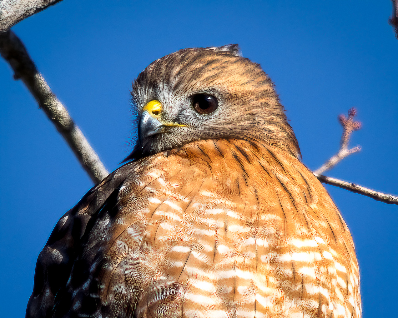 red-shouldered hawk closeup